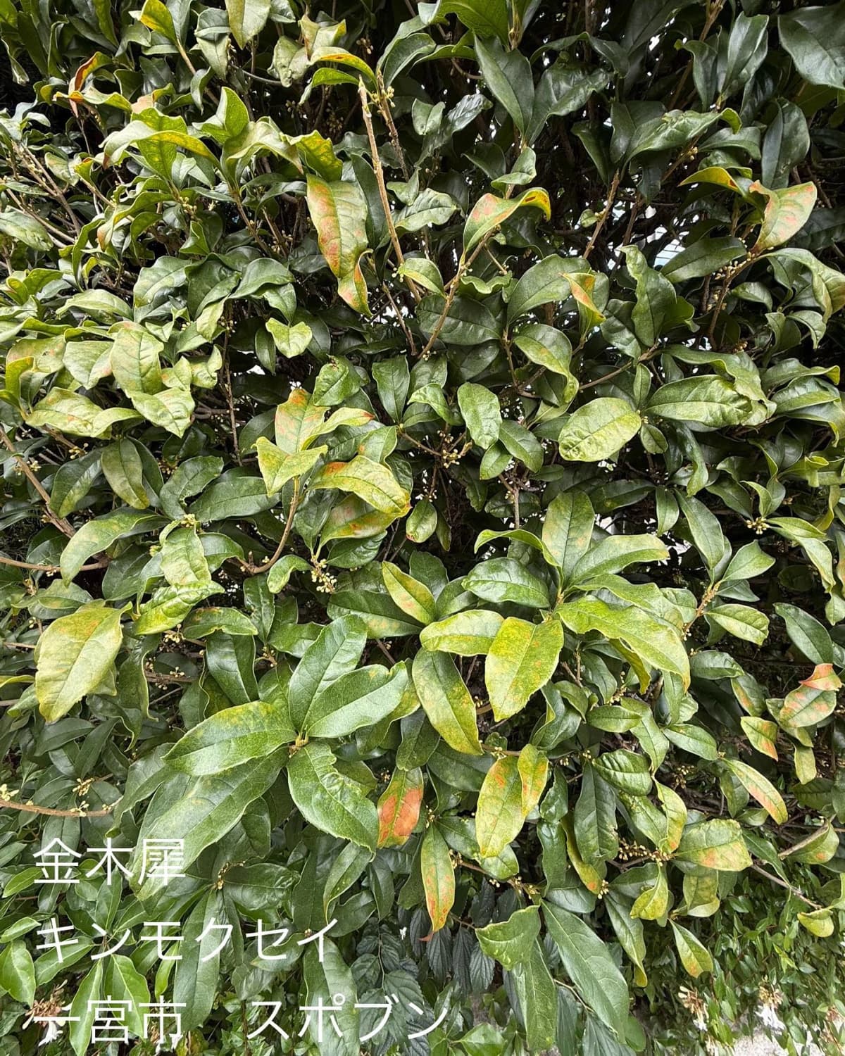 一宮市スポーツ文化センター 英語・英会話 真清田教室 画像 31