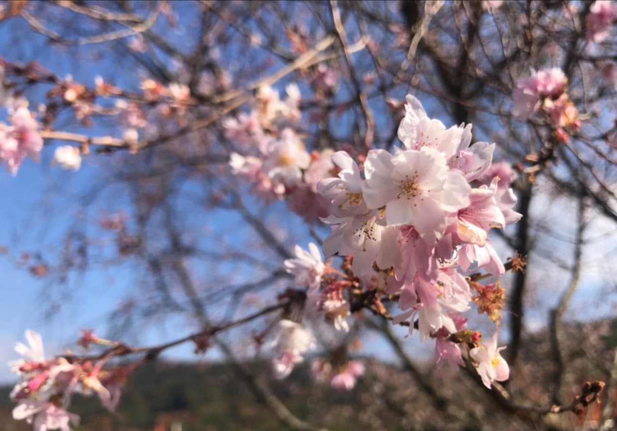 みみコミュニケーション 英語・英会話 熊野教室のサムネイル画像 2