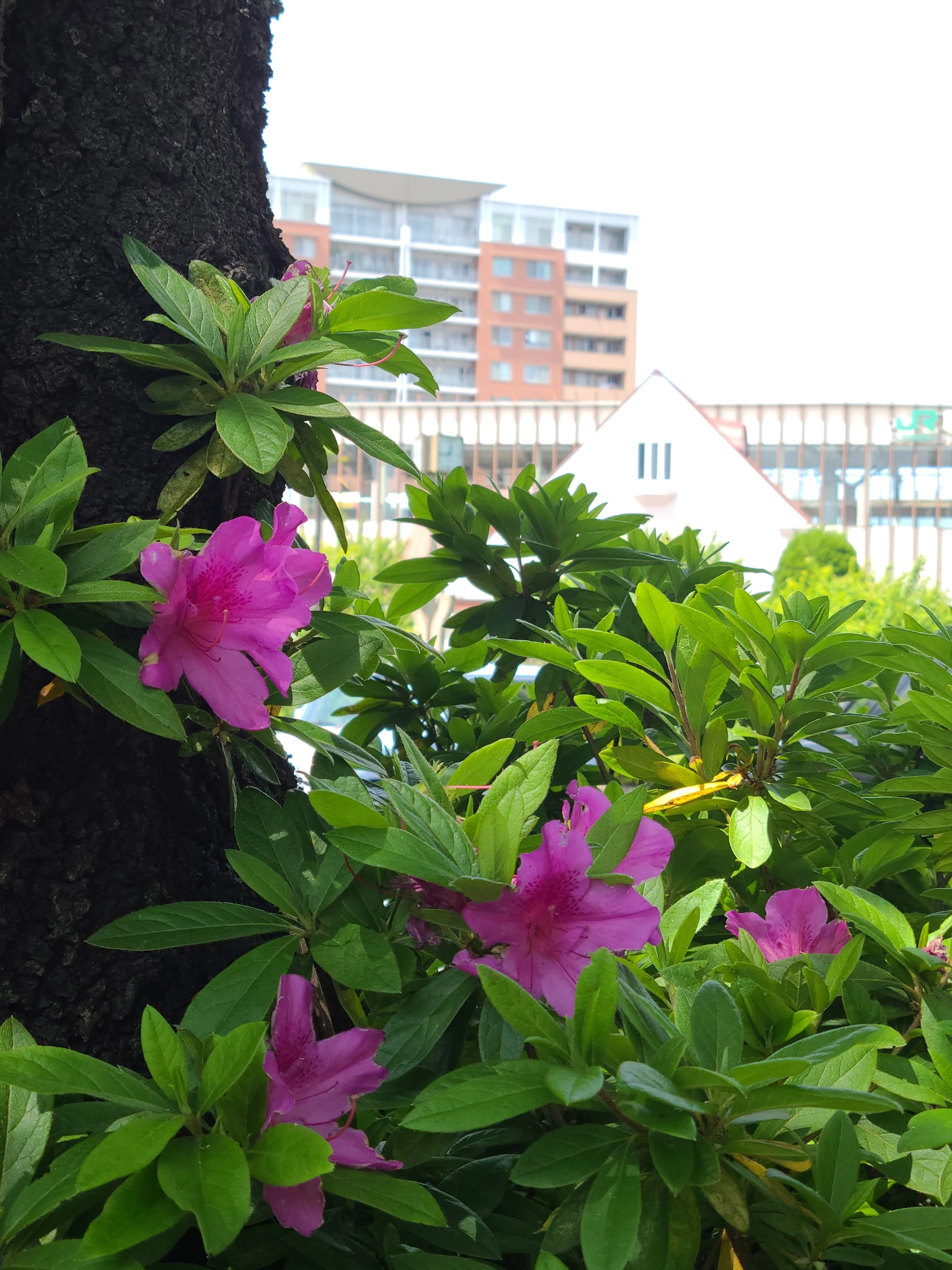 ファインズグループ 国立スクールのサムネイル画像 2