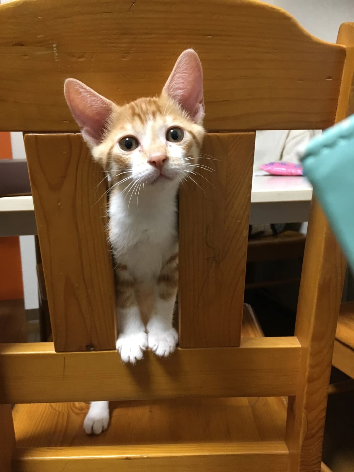 サムネイル画像 6