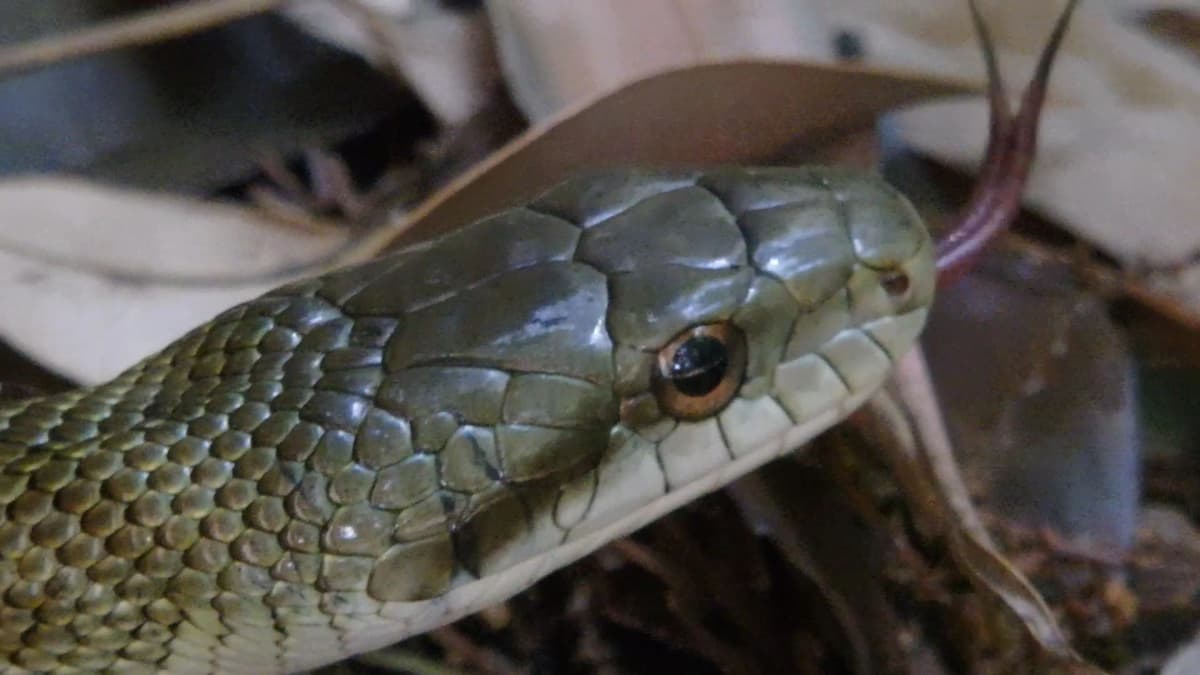 そろばん塾ピコ 学習塾ポラリス　ピコ柏常盤台校 画像 35