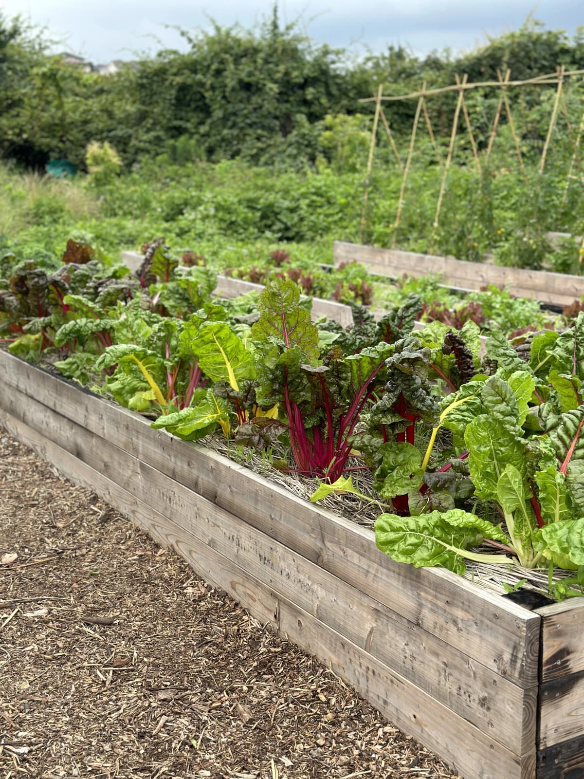 土EN FARM SCHOOL 画像 19