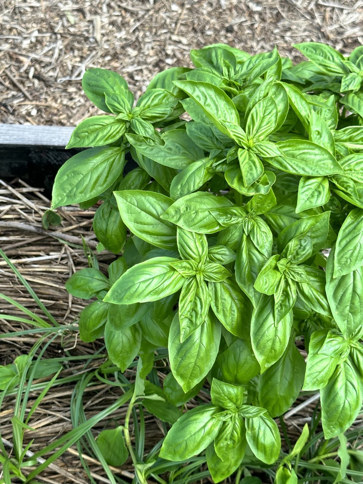 土EN FARM SCHOOL 画像 20