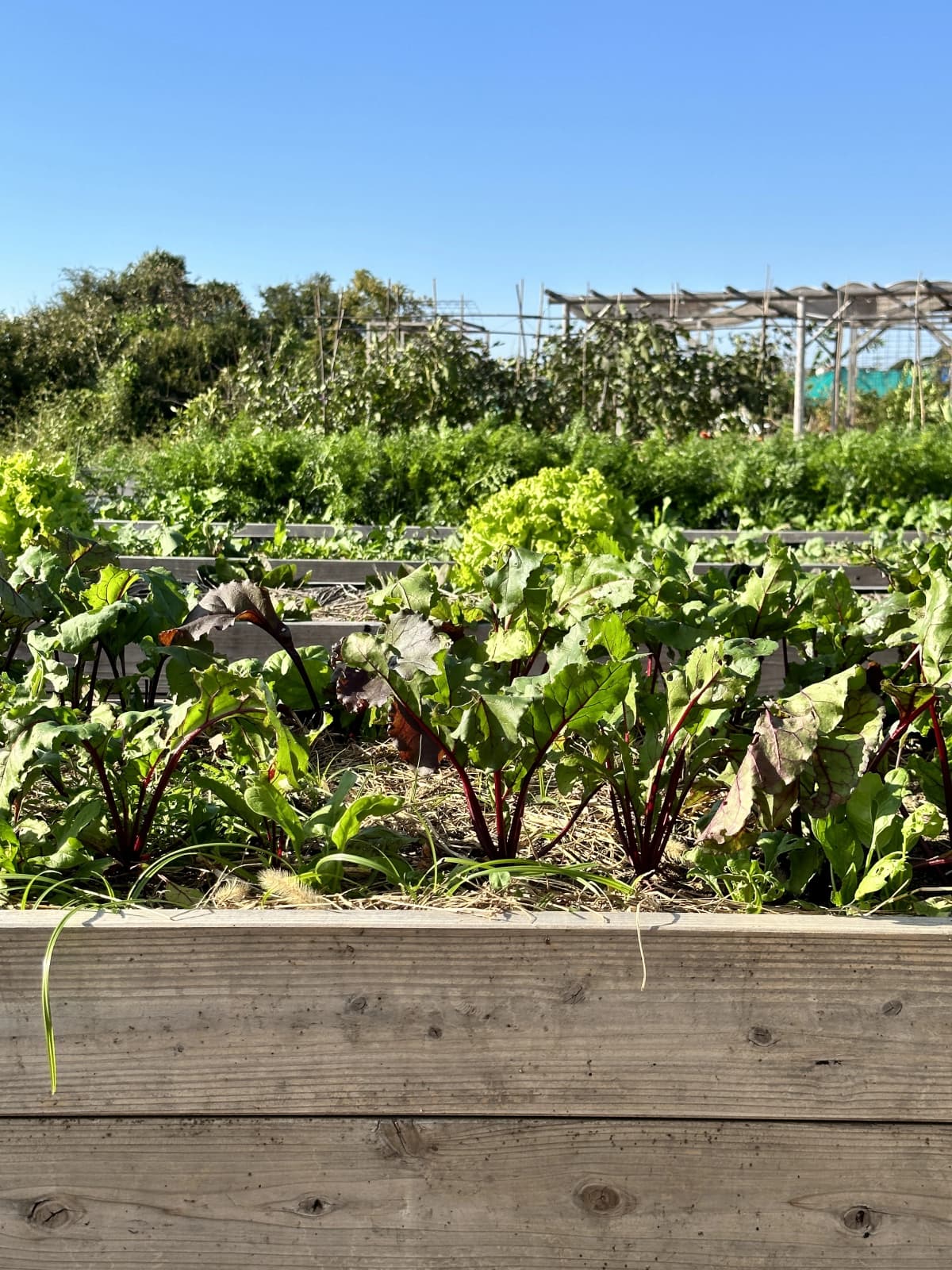 土EN FARM SCHOOL 画像 24