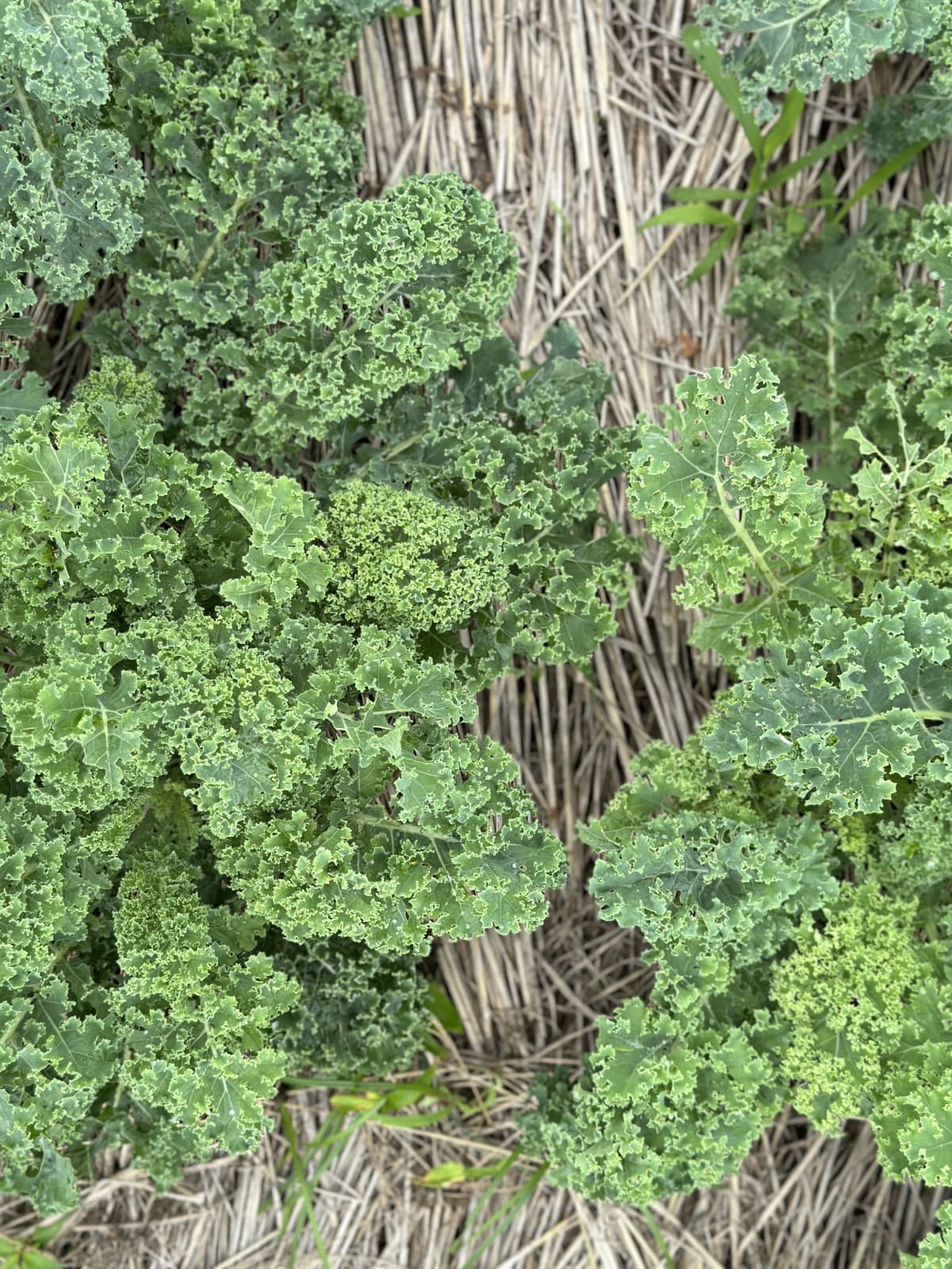 土EN FARM SCHOOL 画像 25