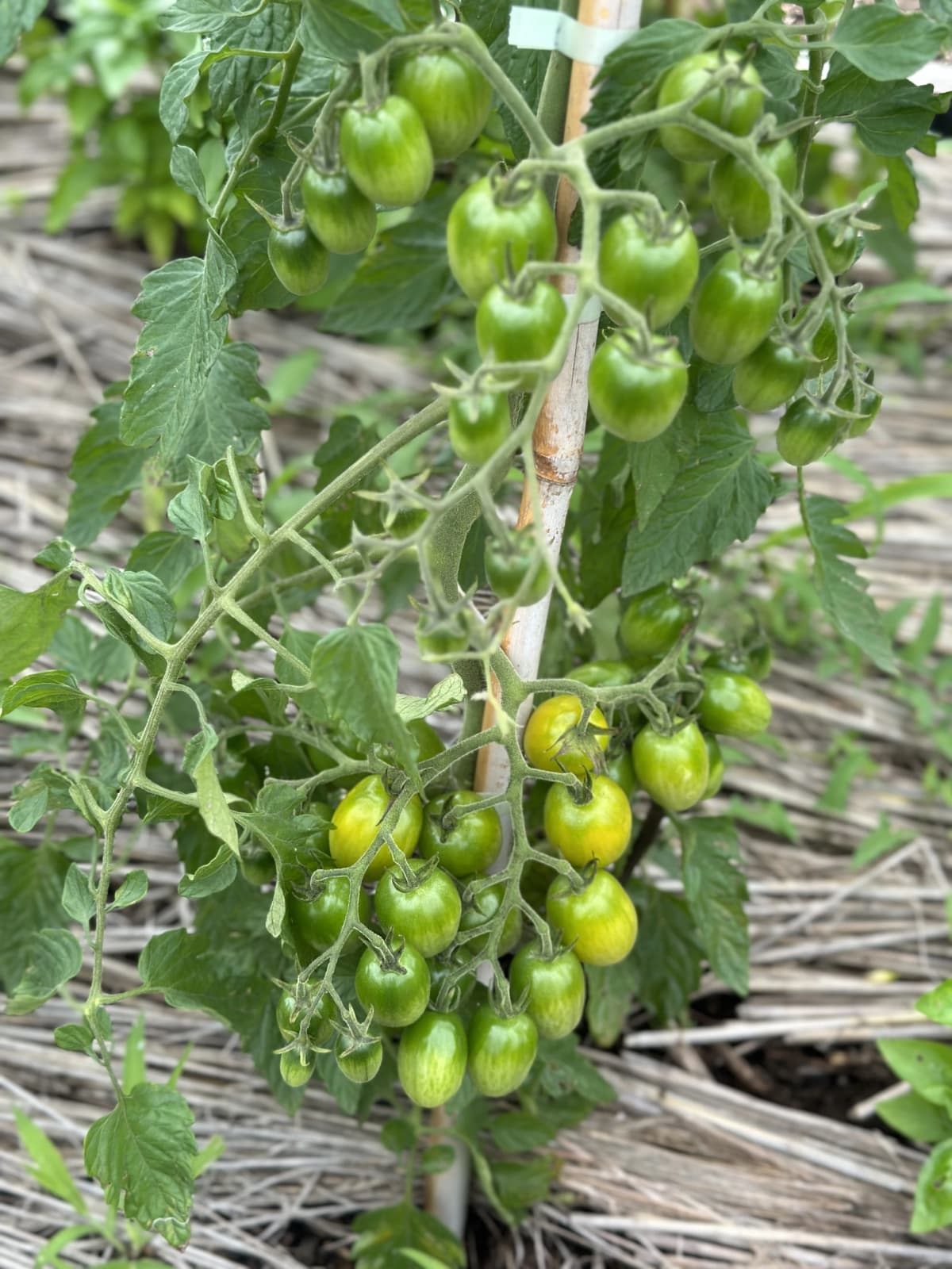 土EN FARM SCHOOL 画像 39