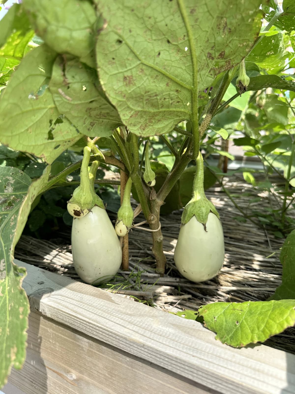 土EN FARM SCHOOL 画像 43