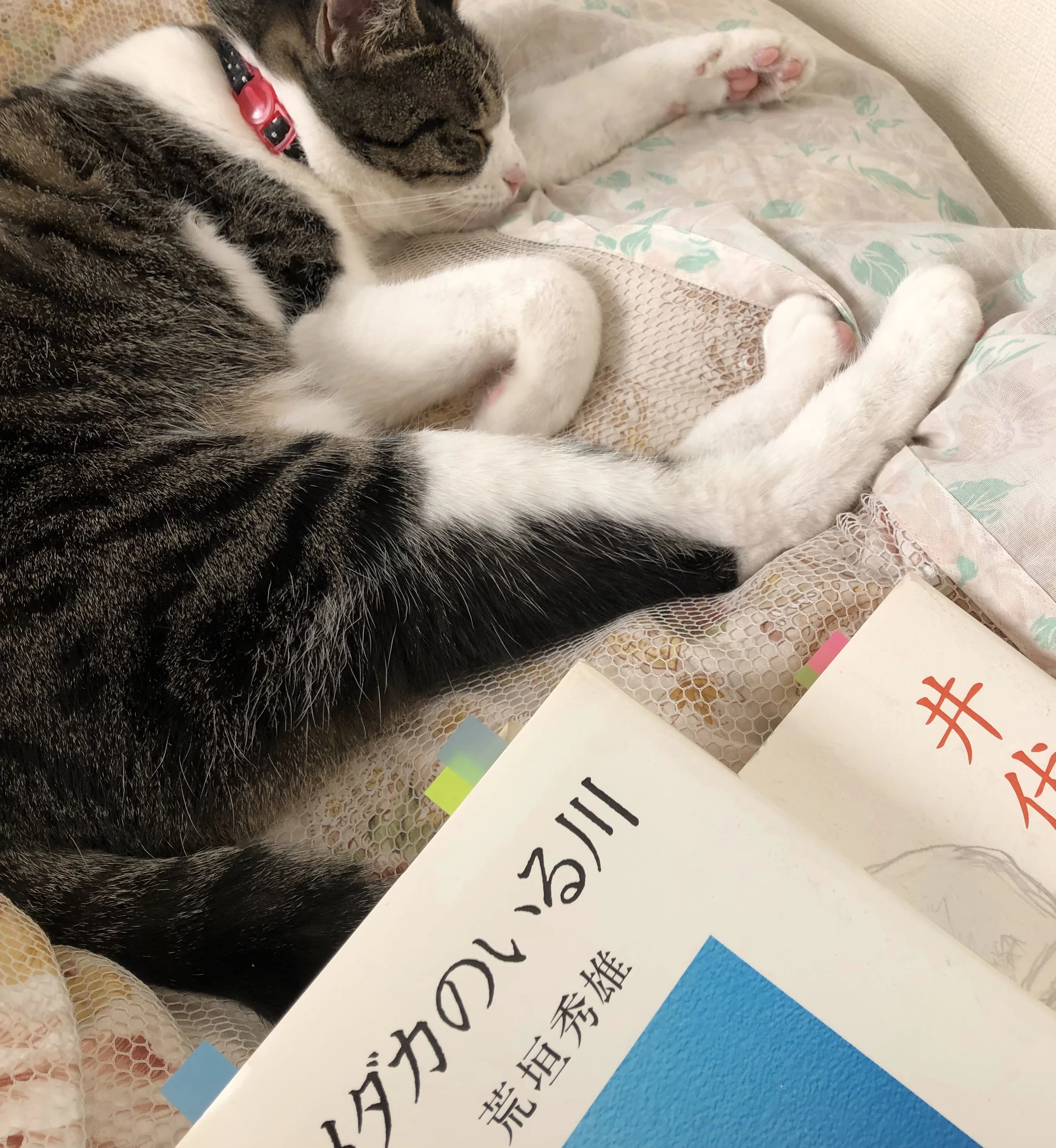 桃李硬筆塾 習字・書道 氷川教室のサムネイル画像 4