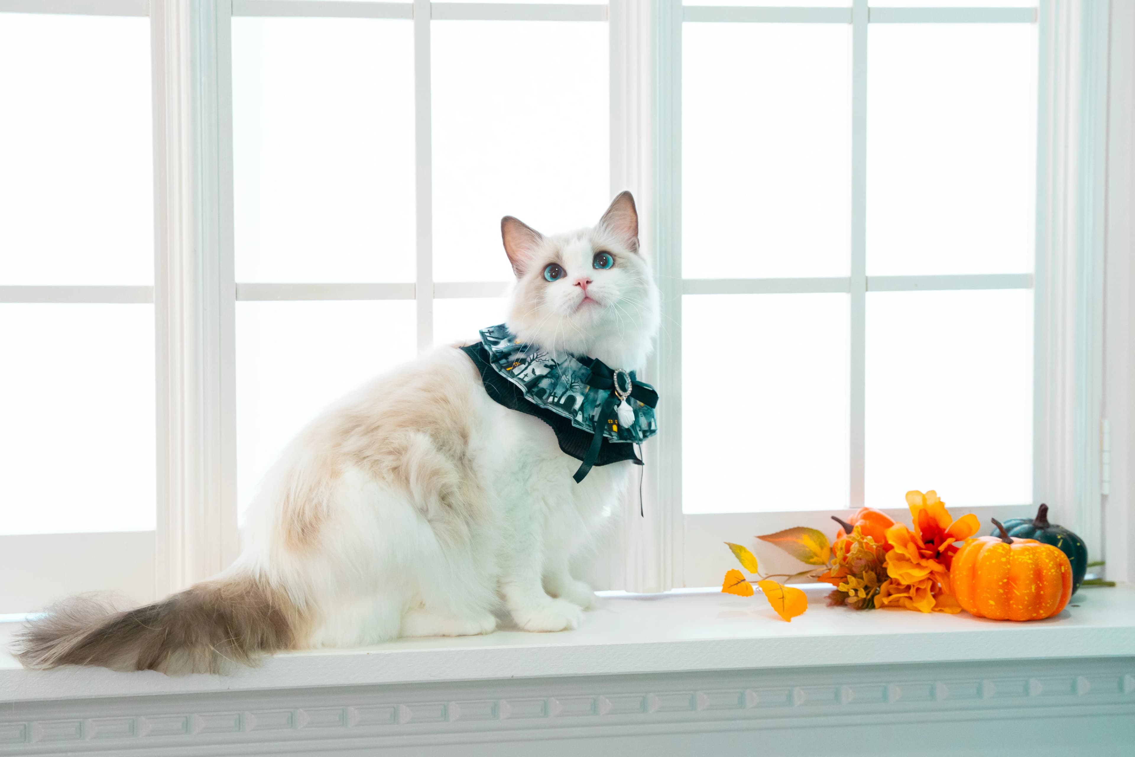 ネコピアノ音楽教室 北砂教室のサムネイル画像 3