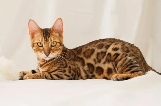 ネコピアノ音楽教室 北砂教室のサムネイル画像 5