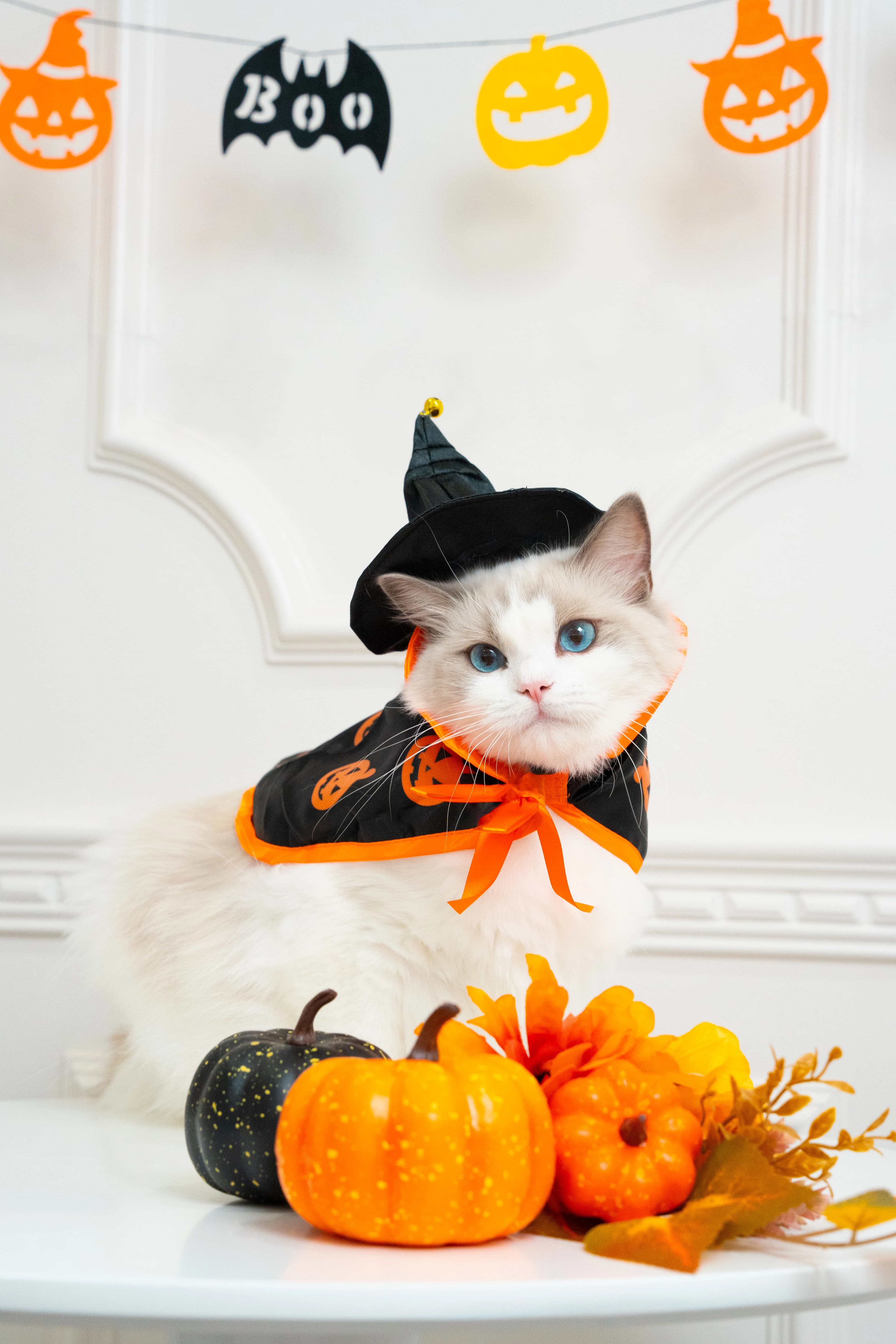 ネコピアノ音楽教室 北砂教室のメイン画像