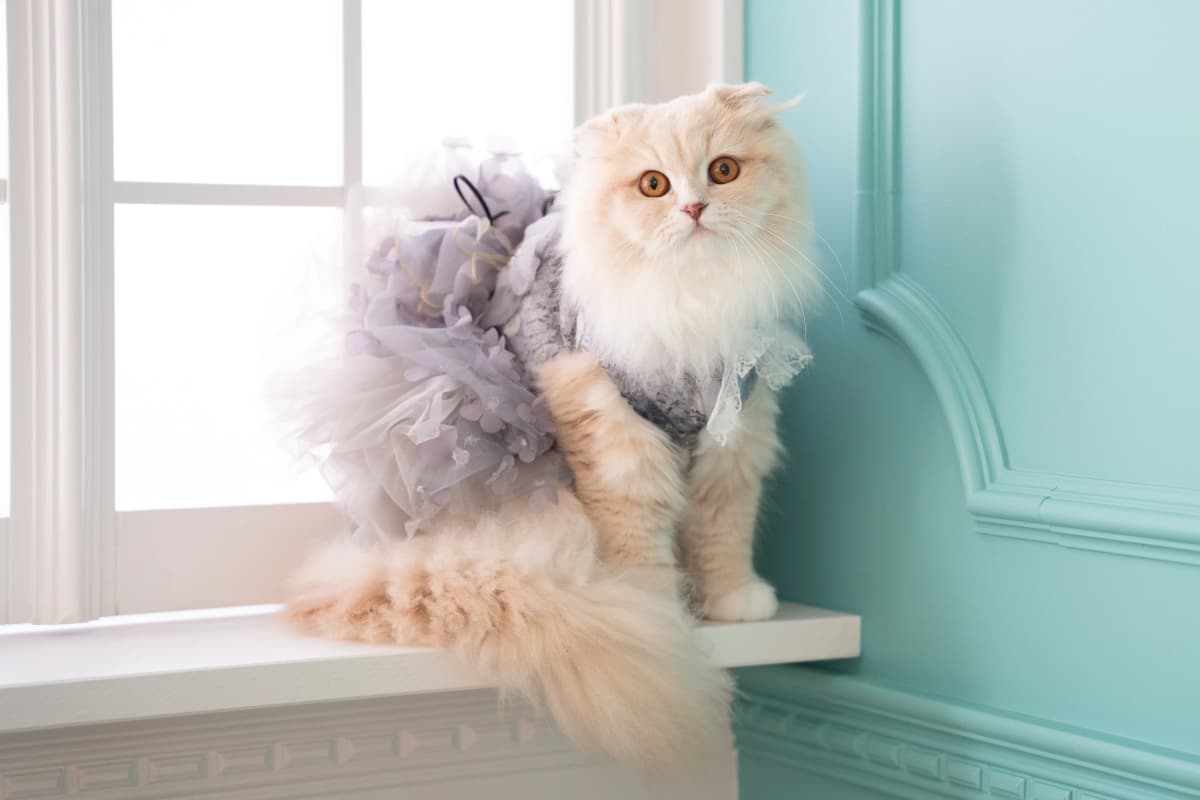 ネコピアノ音楽教室 北砂教室のサムネイル画像 2