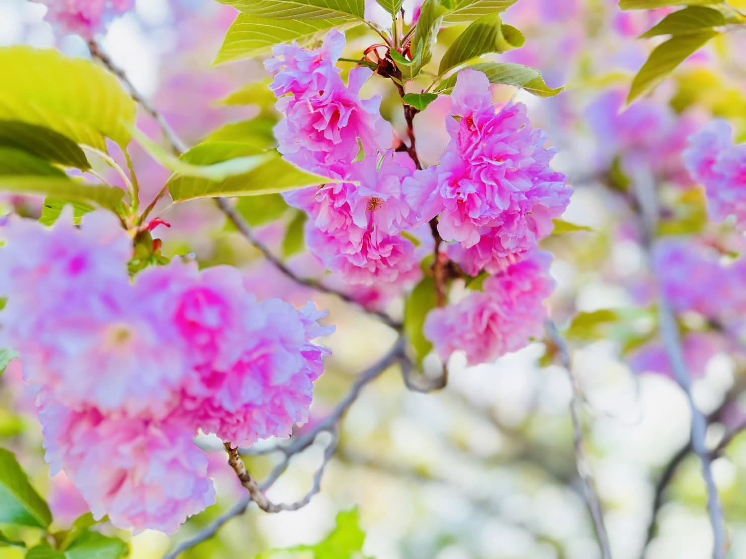 Kosugi music room ピアノ 若葉台教室のサムネイル画像 5