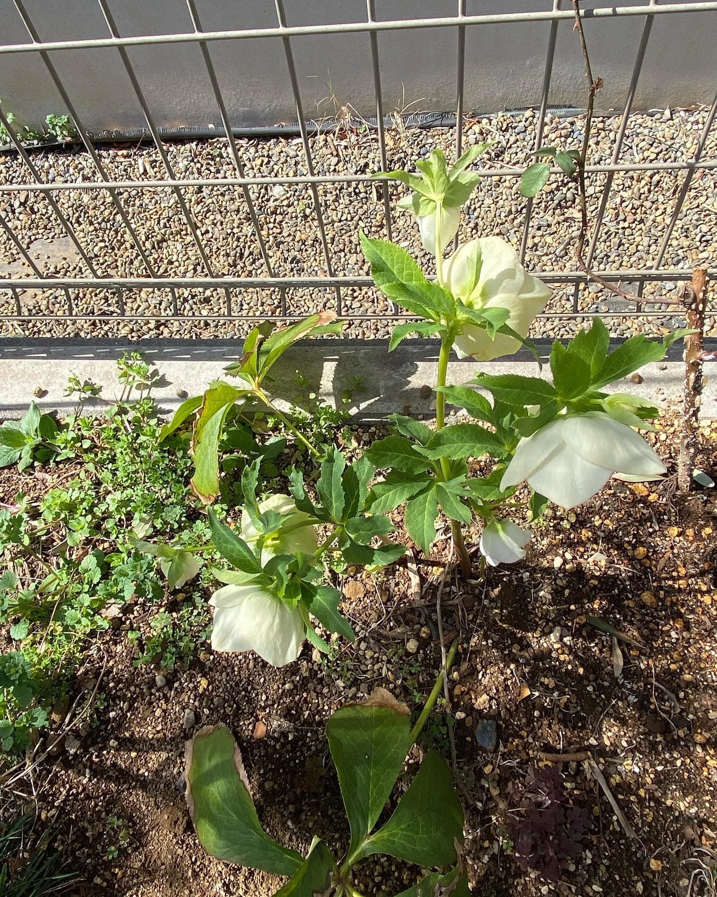 ピアノ教室ぽこあぽこ 門仲教室のサムネイル画像 2