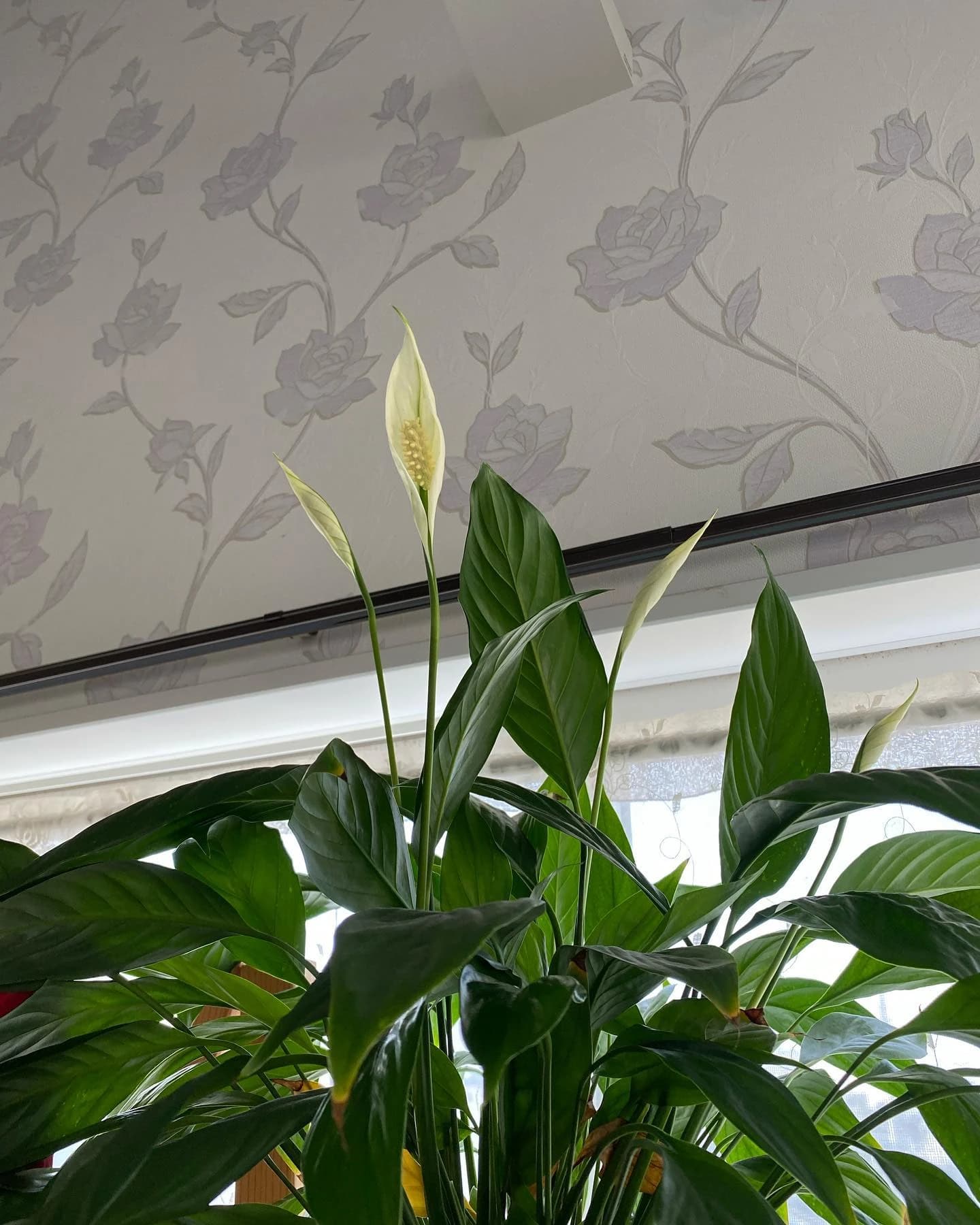 ピアノ教室ぽこあぽこ 門仲教室のサムネイル画像 4