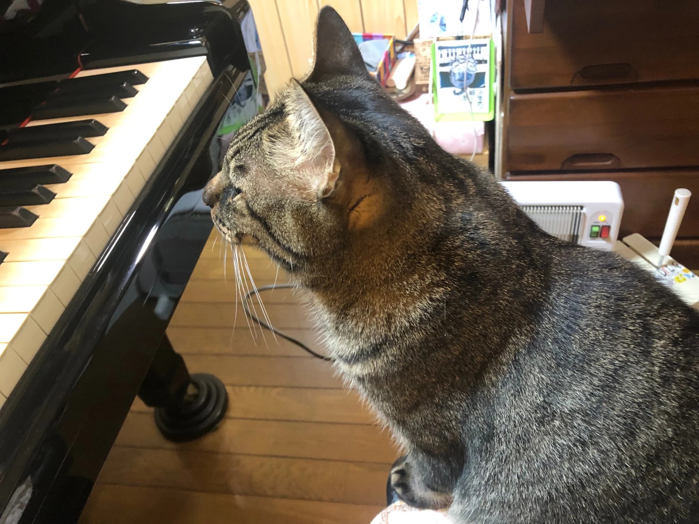 MY MUSIC ピアノ 白鷺教室 画像 23