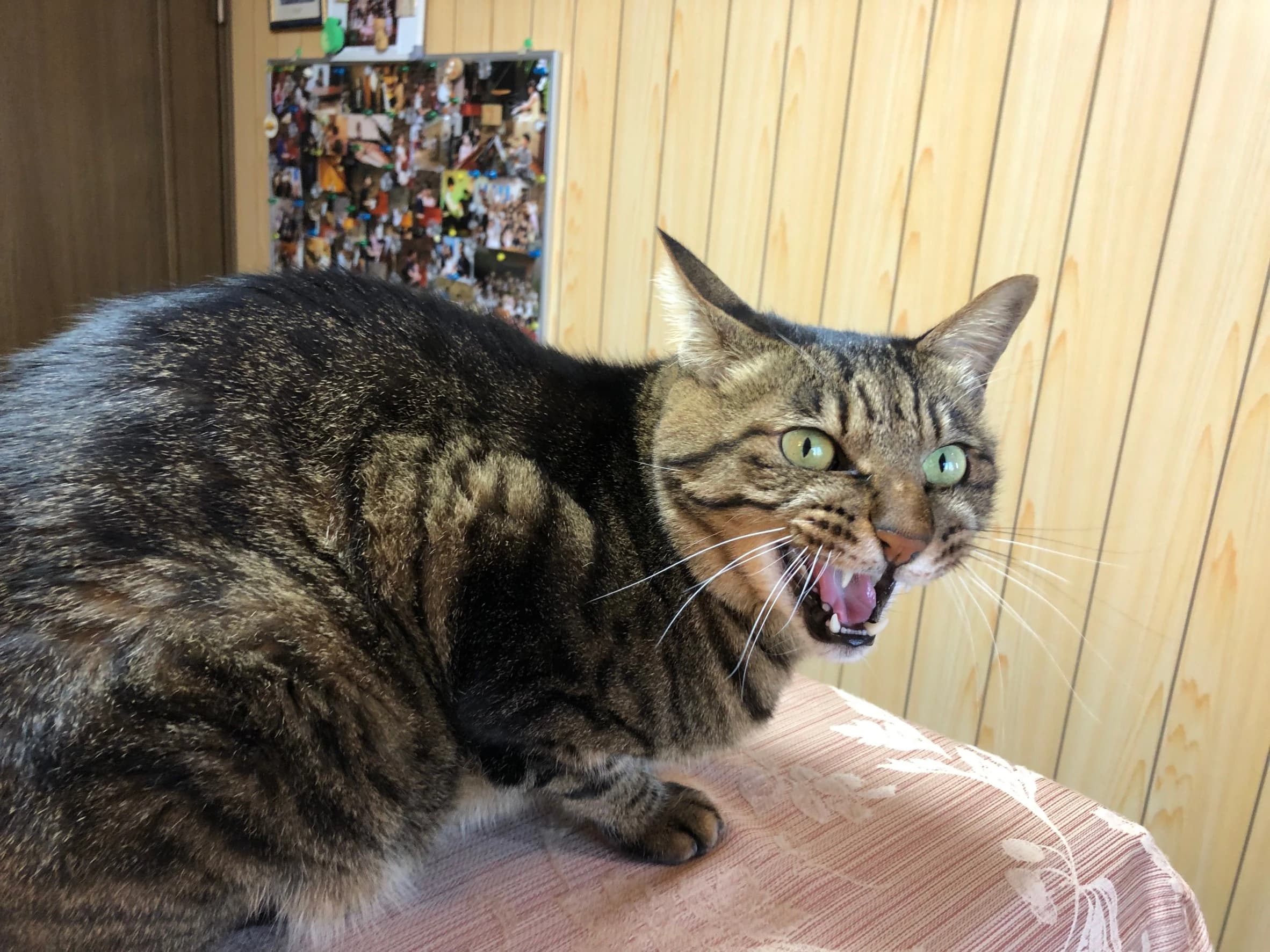 MY MUSIC ピアノ 白鷺教室 画像 24