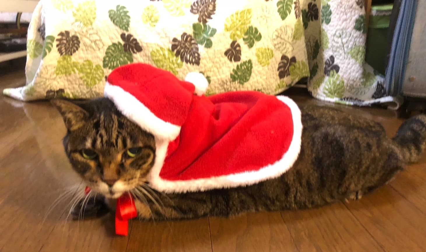 MY MUSIC ピアノ 白鷺教室 画像 31