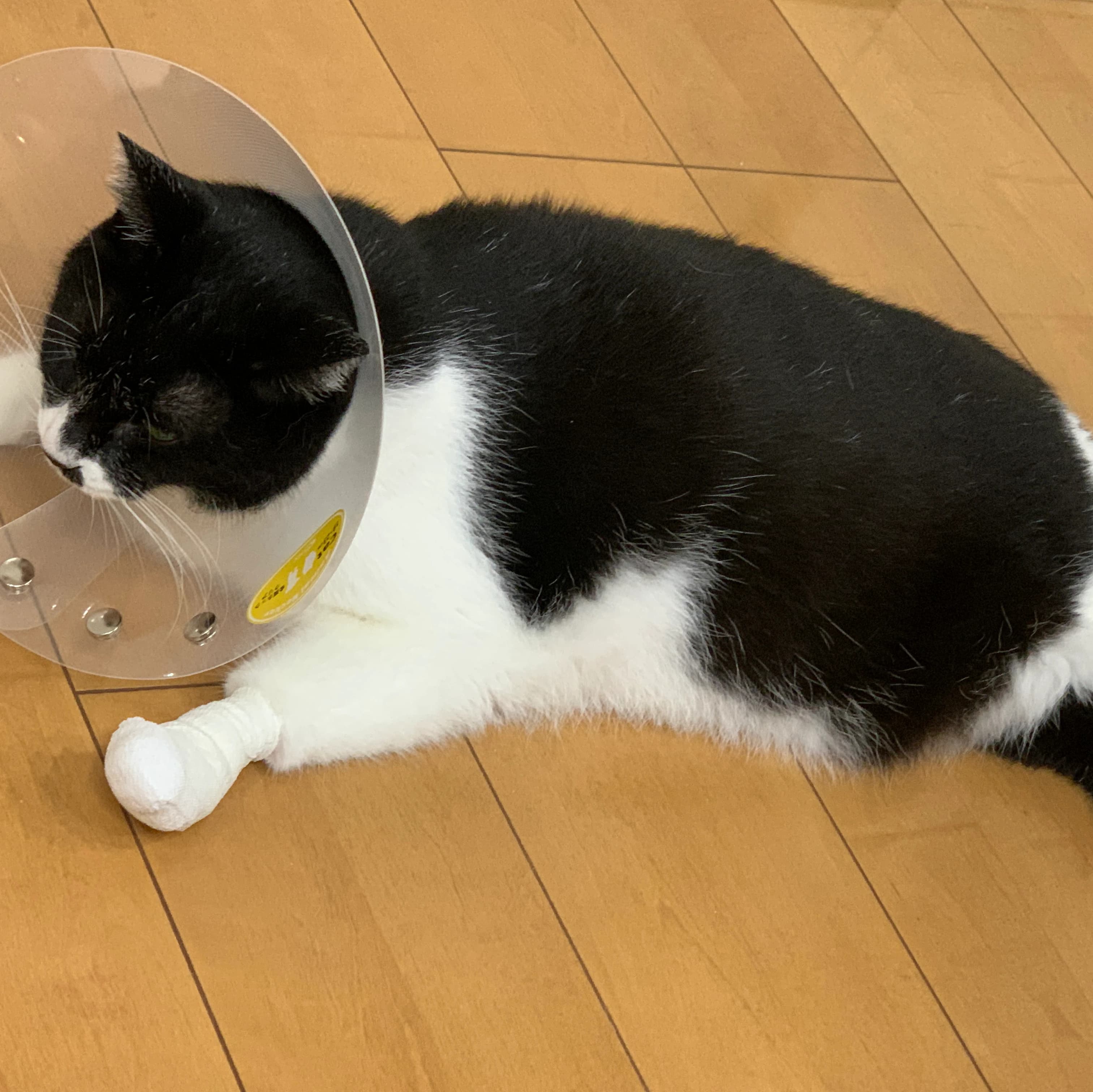 かねこちひろピアノ・リトミック教室 ピアノ 練馬教室 画像 24