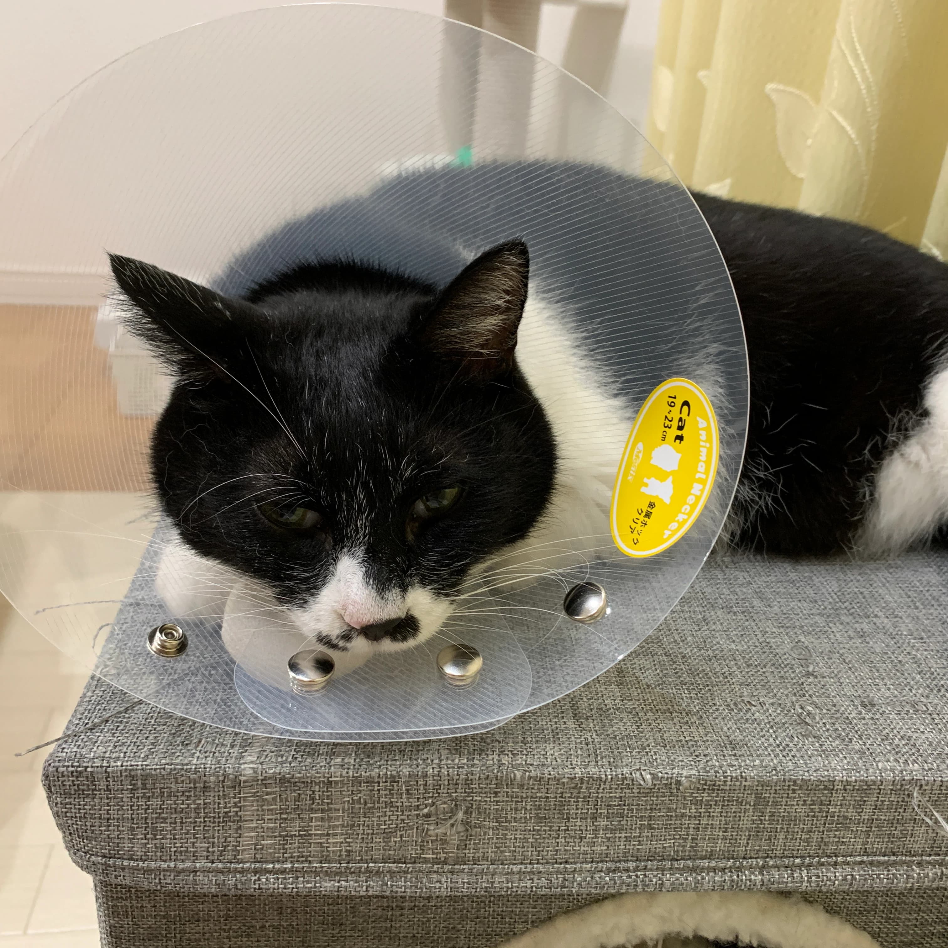 かねこちひろピアノ・リトミック教室 ピアノ 練馬教室のメイン画像