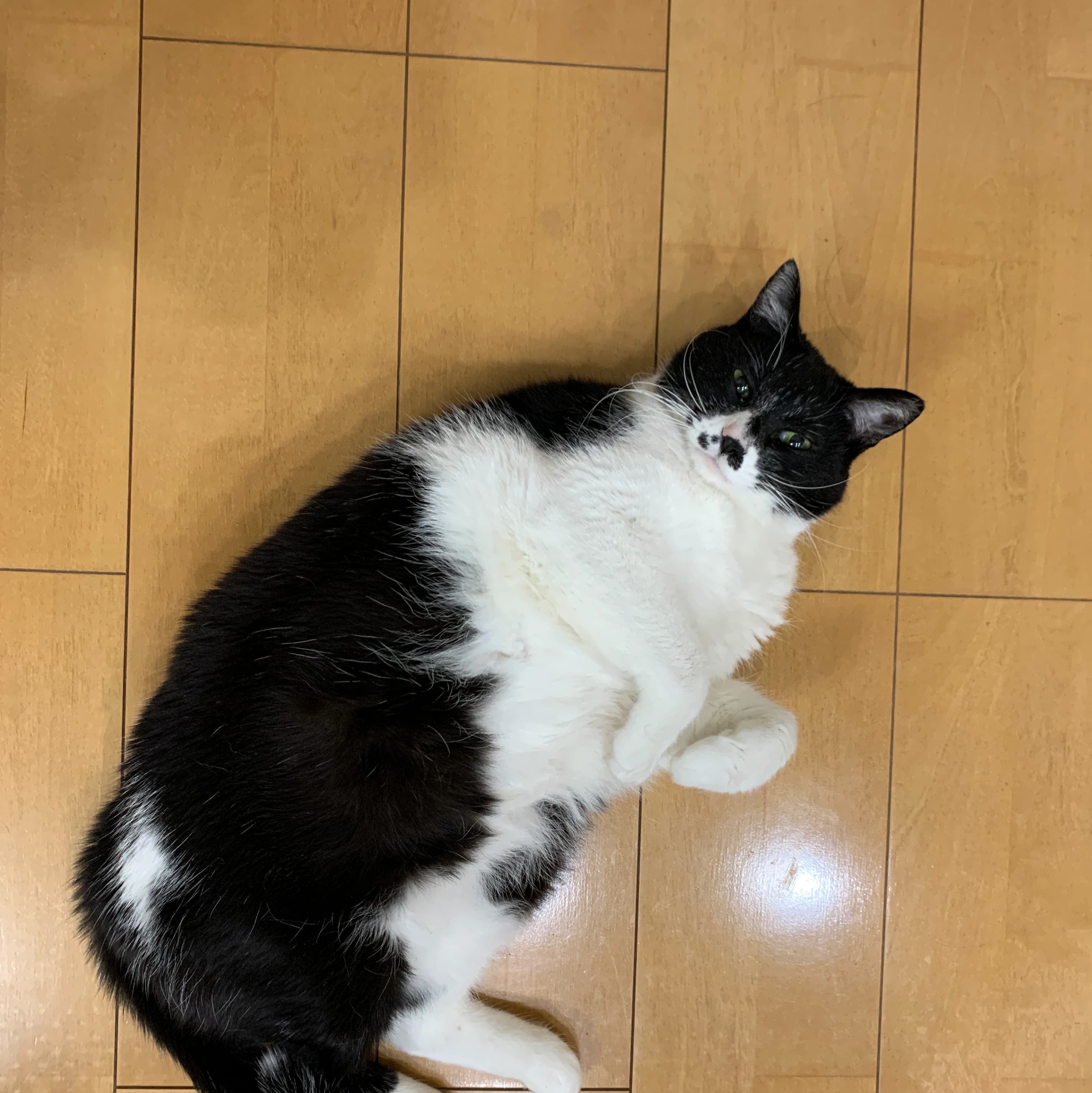 かねこちひろピアノ・リトミック教室 ピアノ 練馬教室 画像 58