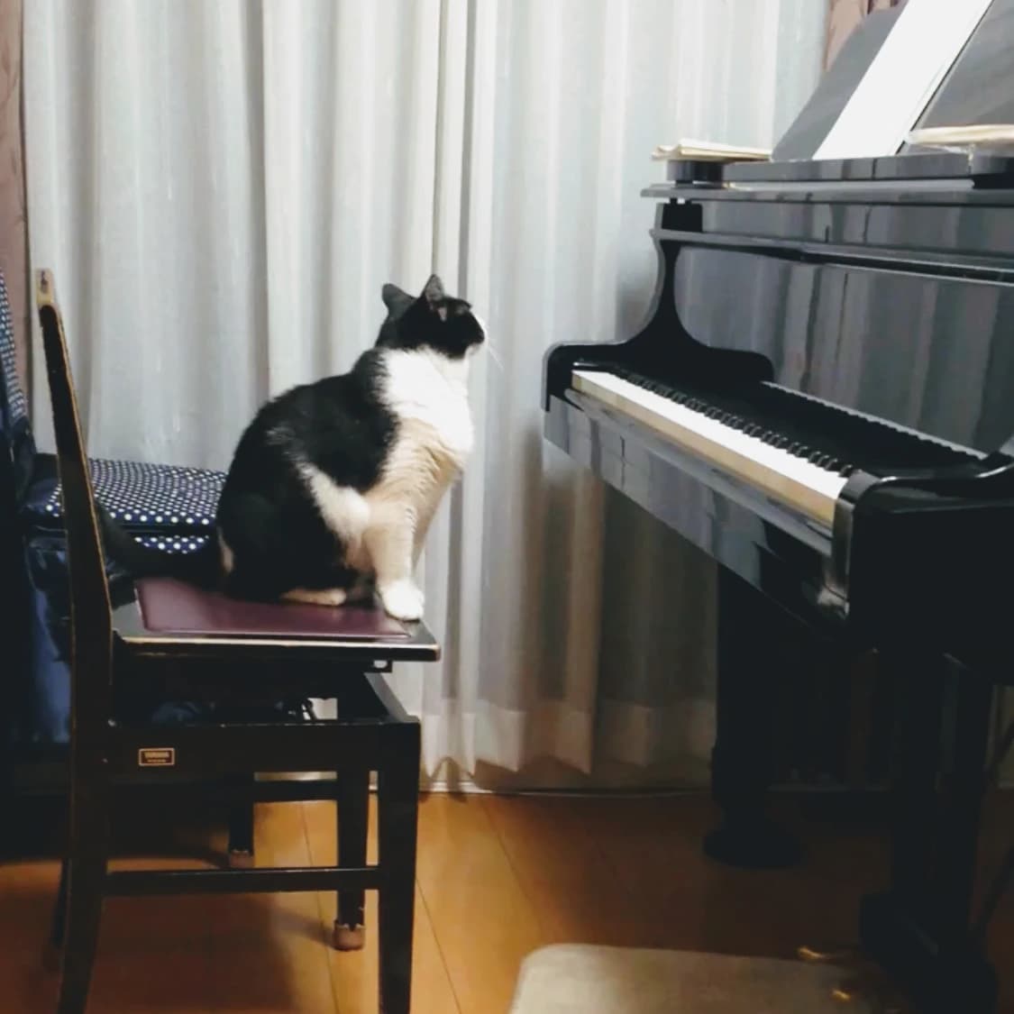 かねこちひろピアノ・リトミック教室 ピアノ 練馬教室のサムネイル画像 5