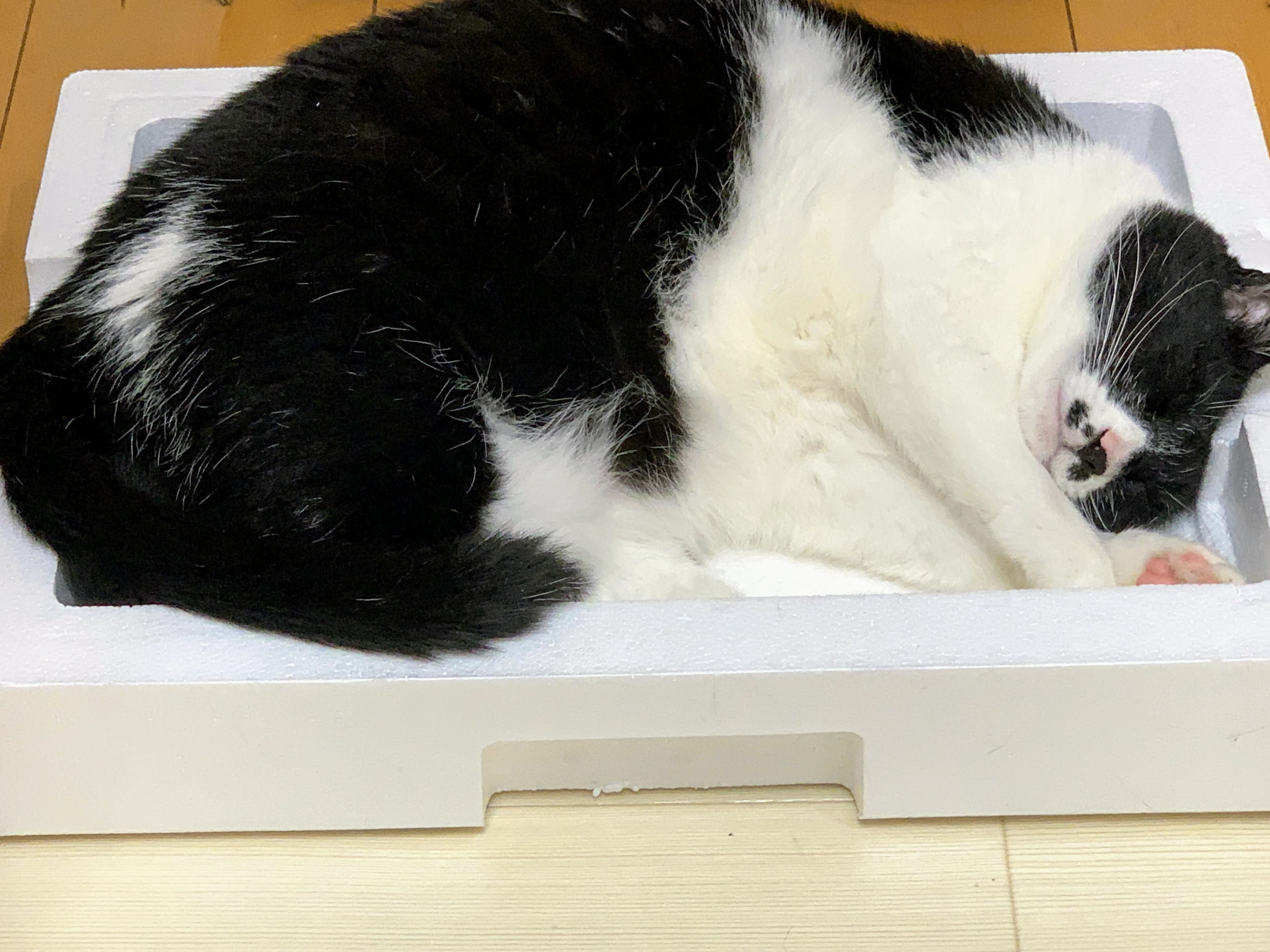 かねこちひろピアノ・リトミック教室 ピアノ 練馬教室 画像 77