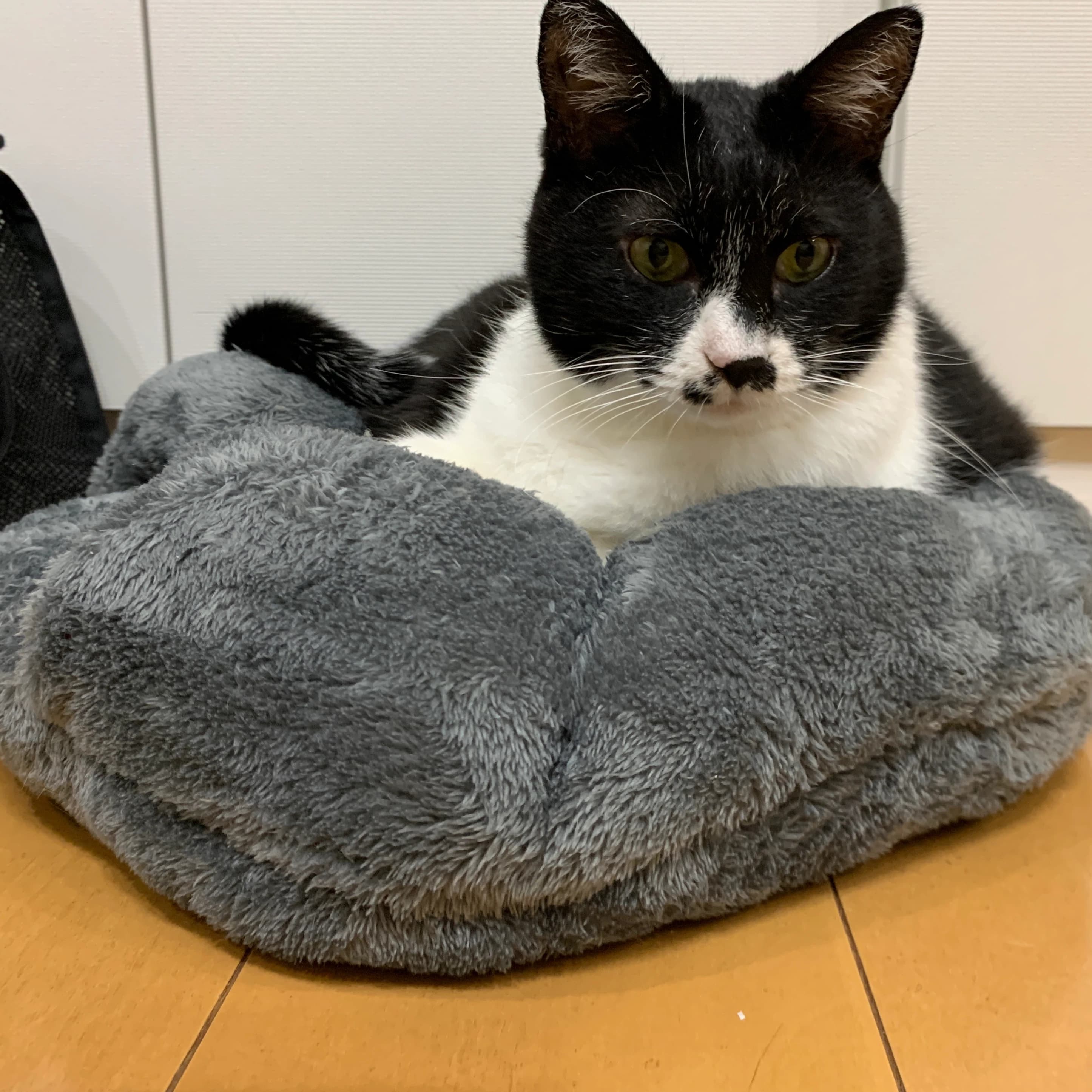 かねこちひろピアノ・リトミック教室 ピアノ 練馬教室 画像 86