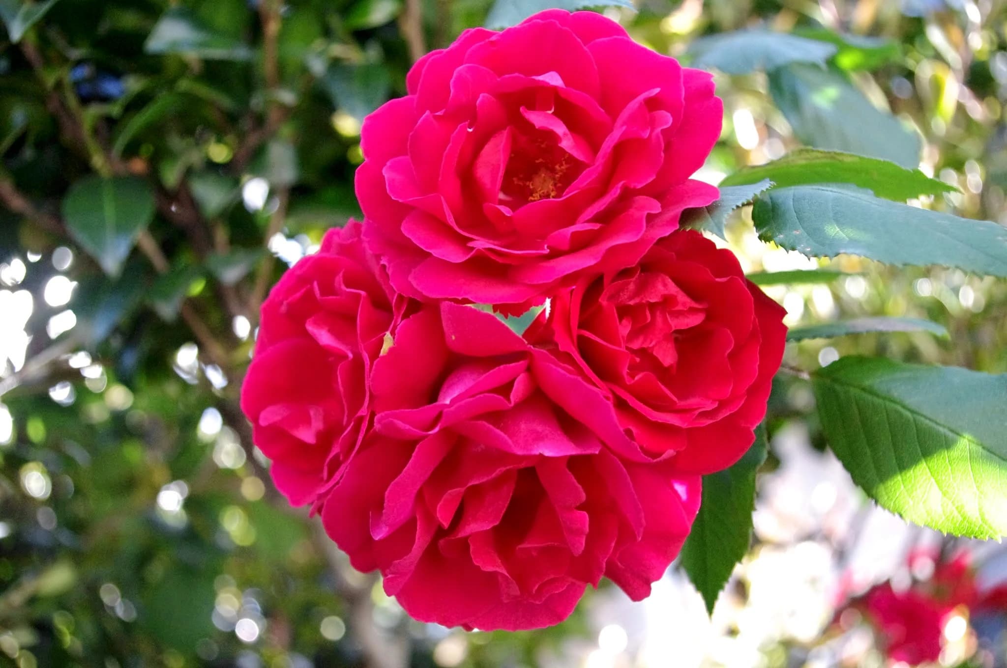 ローザ芸術学院 ピアノ 谷中教室のメイン画像