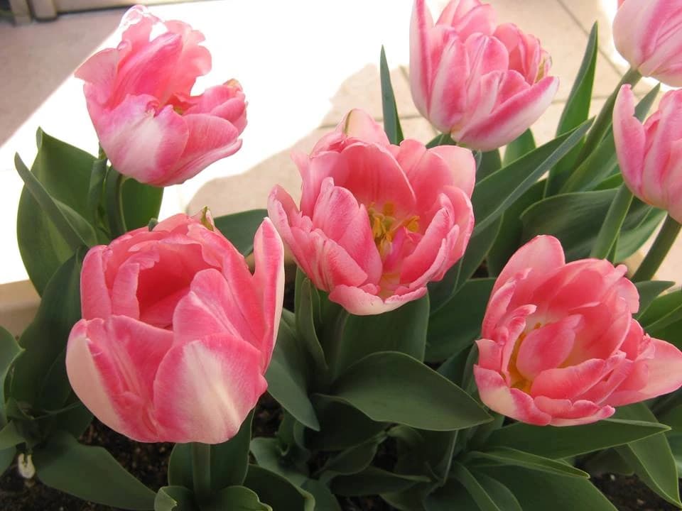 ピアノ教室Moderato 南野教室のメイン画像