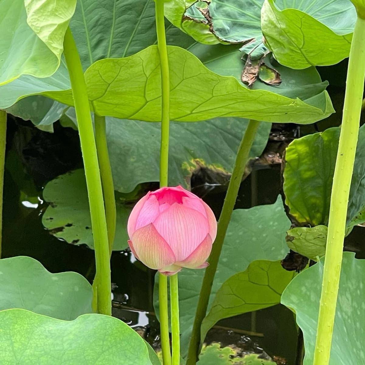 スズキ・メソード 音楽教室 ピアノ 麻布十番教室 画像 161