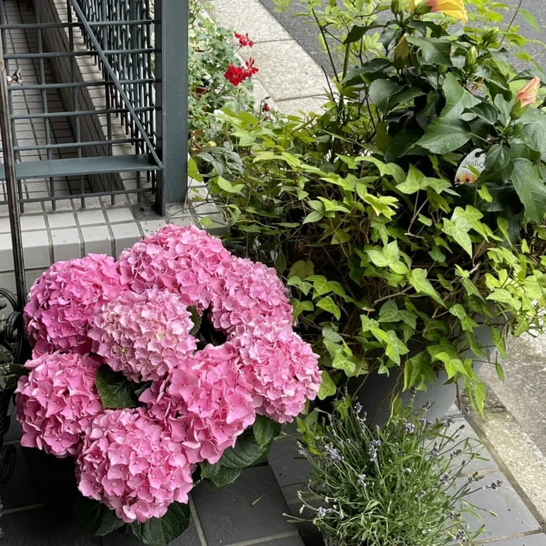 スズキ・メソード 音楽教室 ピアノ 麻布十番教室 画像 22