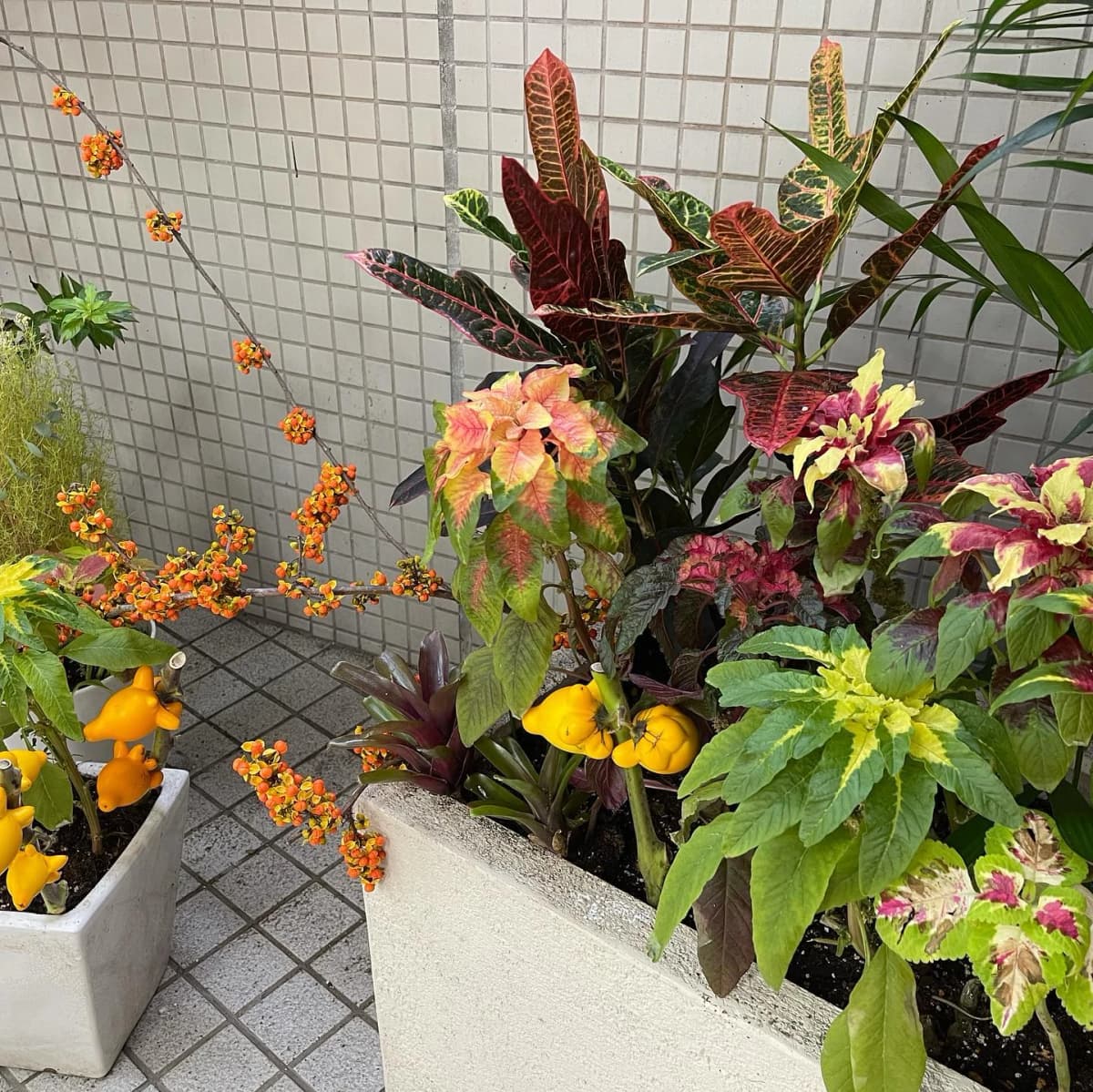 スズキ・メソード 音楽教室 ピアノ 麻布十番教室 画像 164