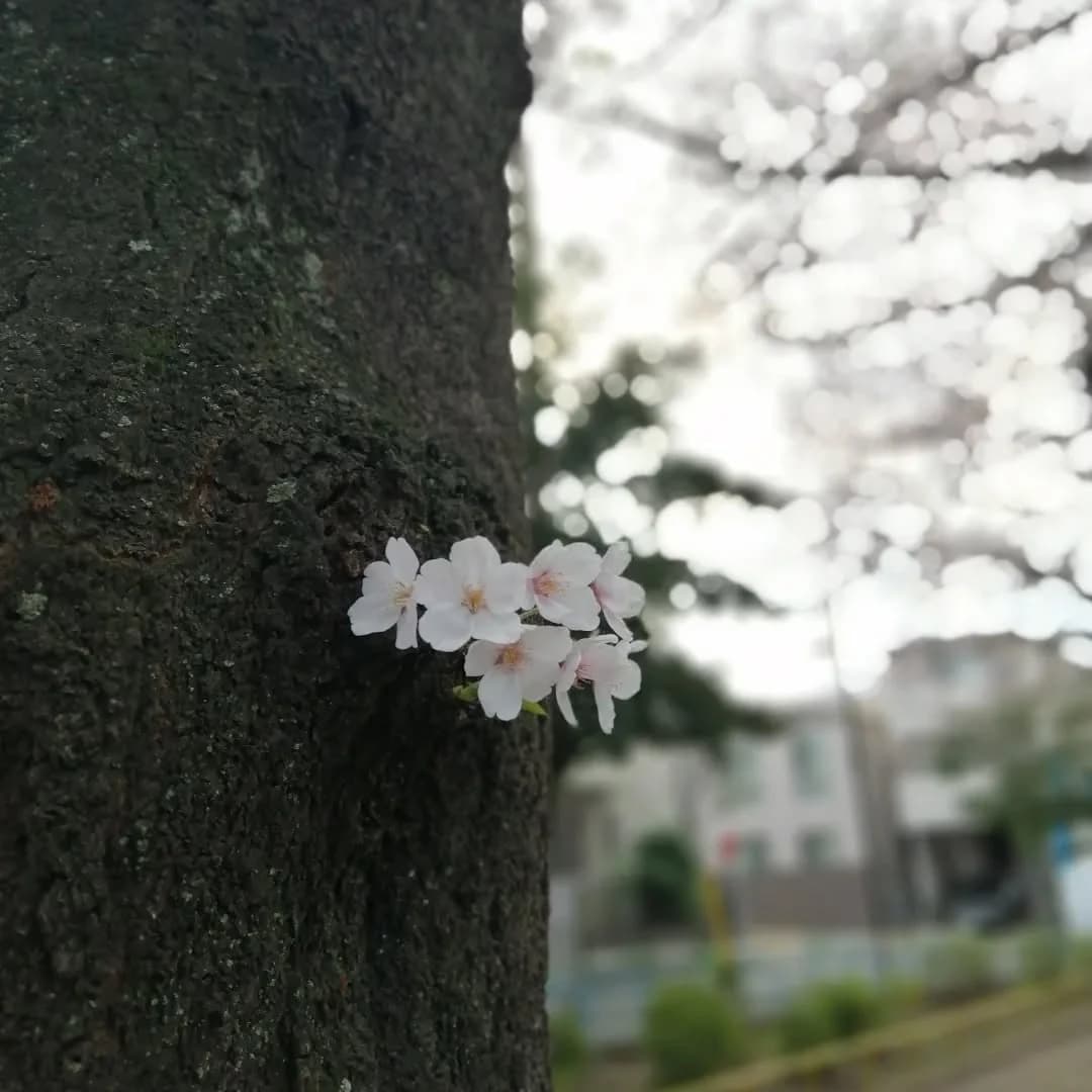 スズキ・メソード 音楽教室 ピアノ 麻布十番教室 画像 36