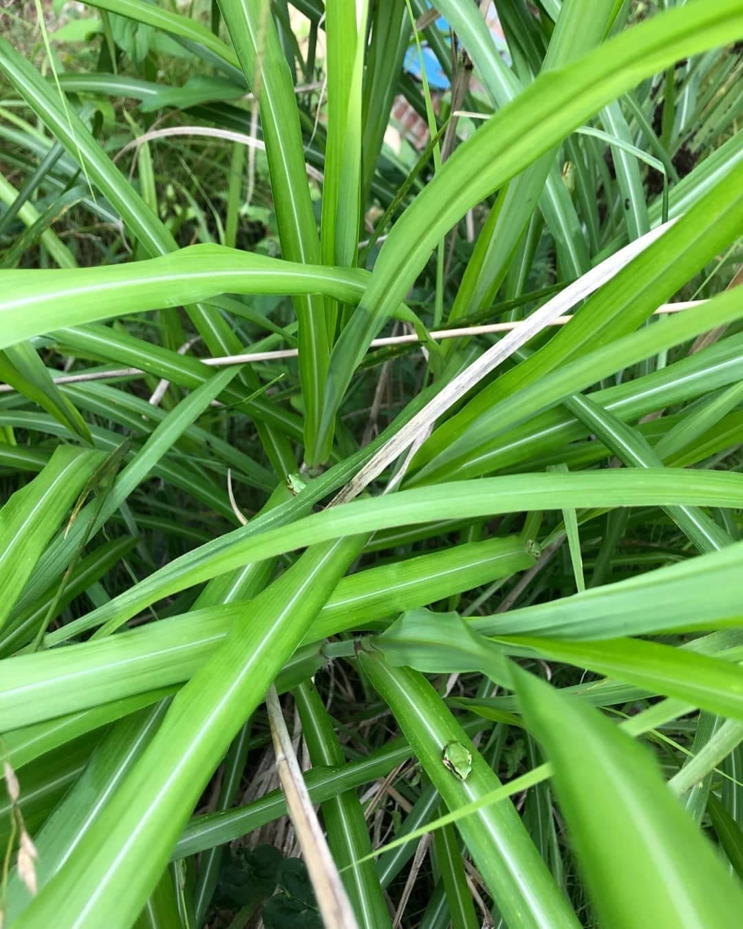 スズキ・メソード 音楽教室 ピアノ 麻布十番教室 画像 38