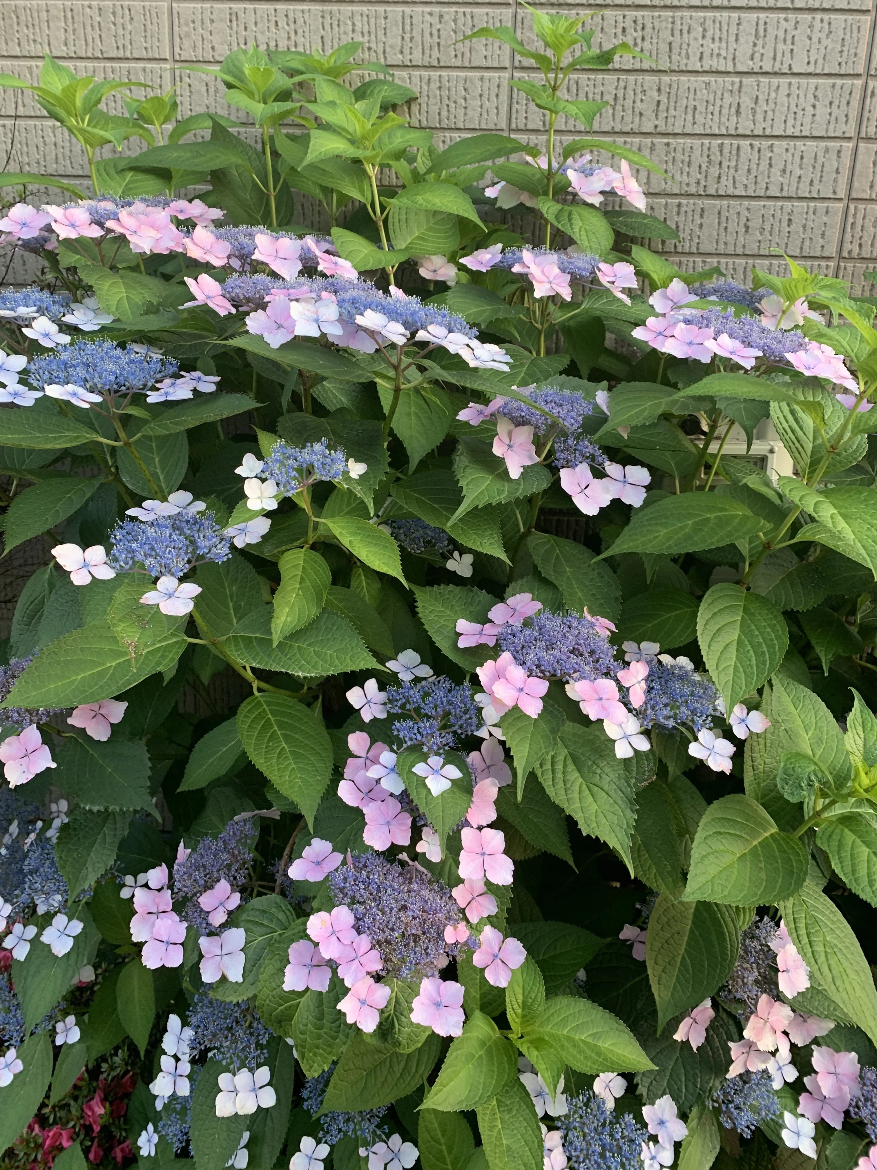 あさおか音楽教室 ピアノ 台町教室 画像 18