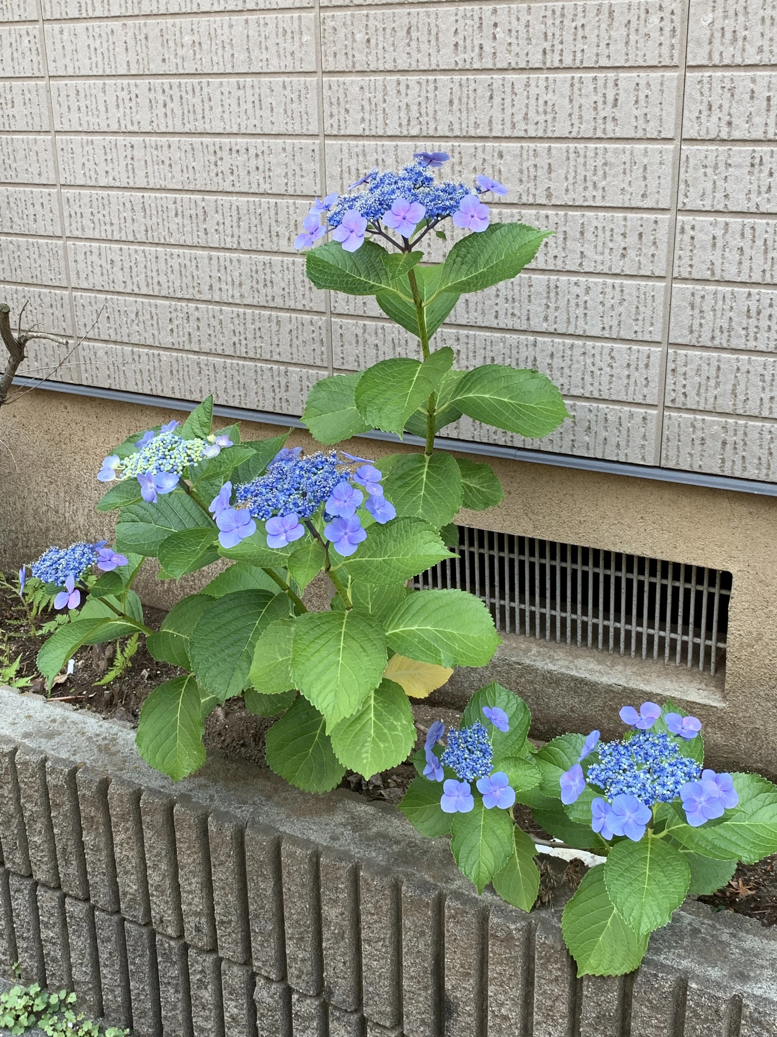 あさおか音楽教室 ピアノ 台町教室 画像 22