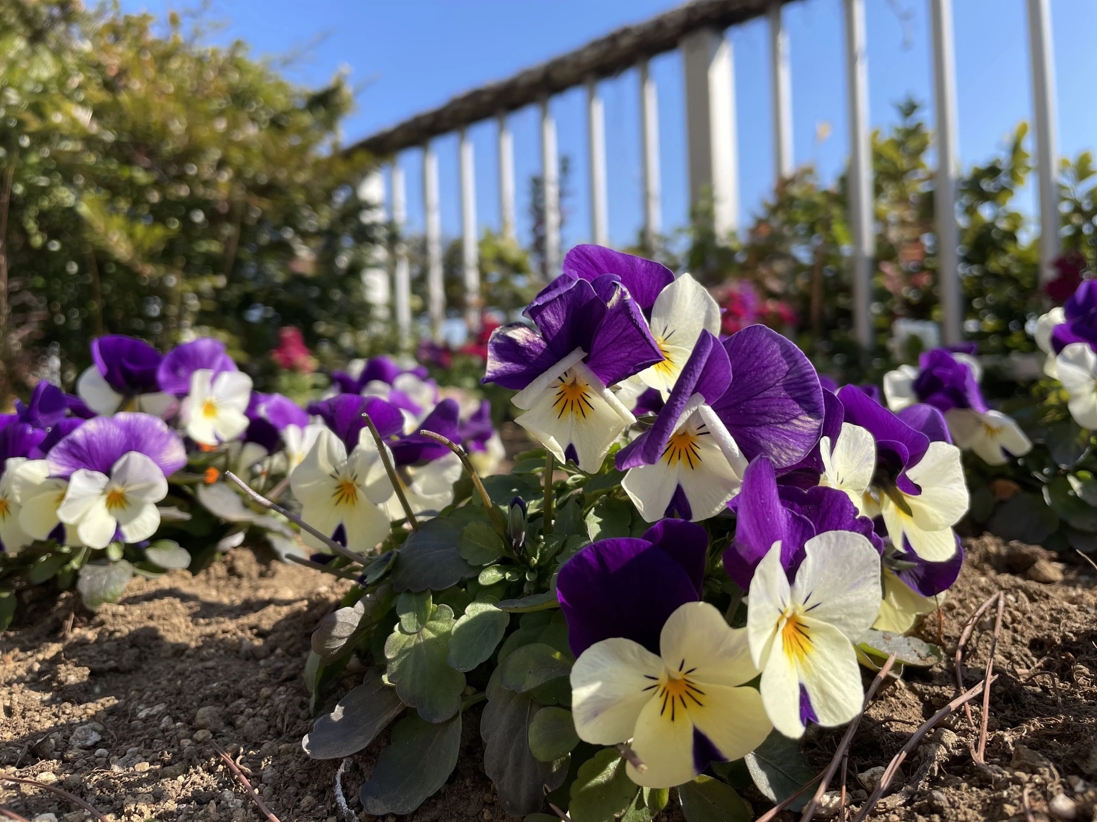 カノン音楽教室 ピアノ 湊教室 画像 20