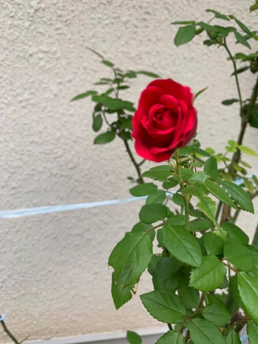 ふるかわピアノ教室 大山教室 画像 34