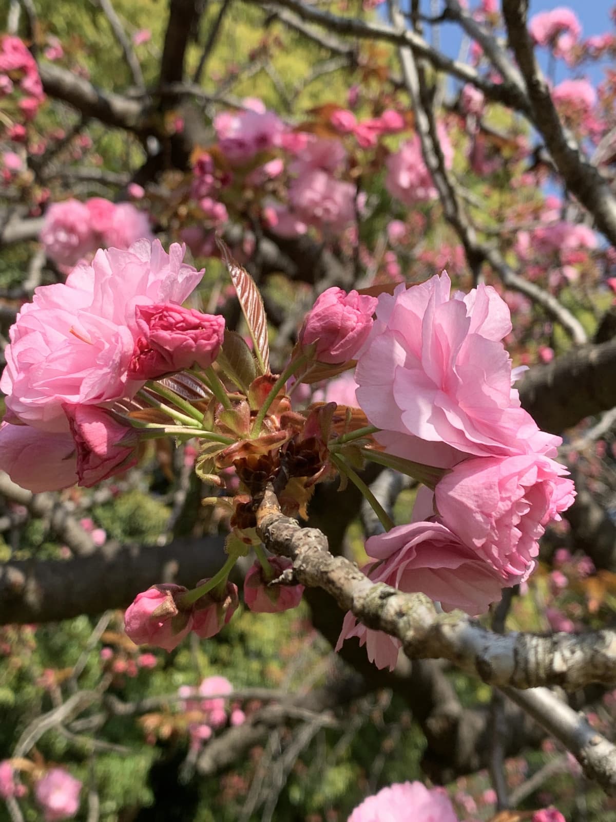 ふるかわピアノ教室 大山教室 画像 44