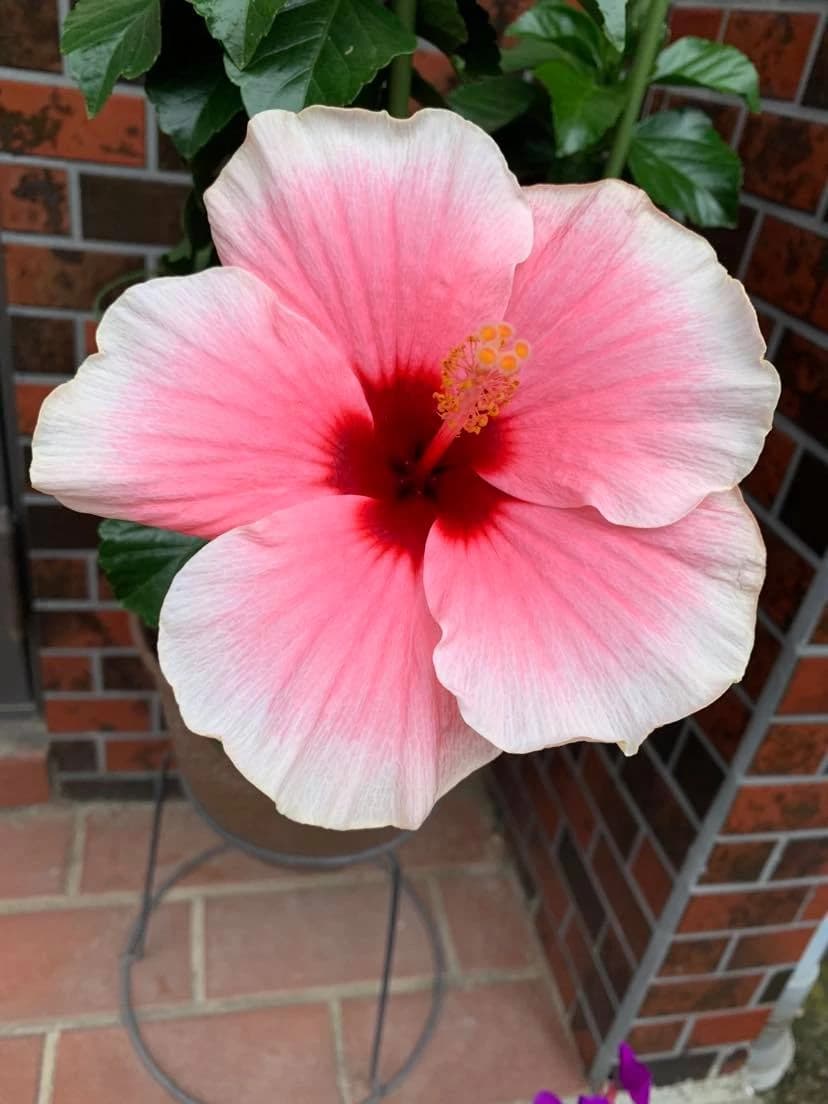 ふるかわピアノ教室 大山教室 画像 56