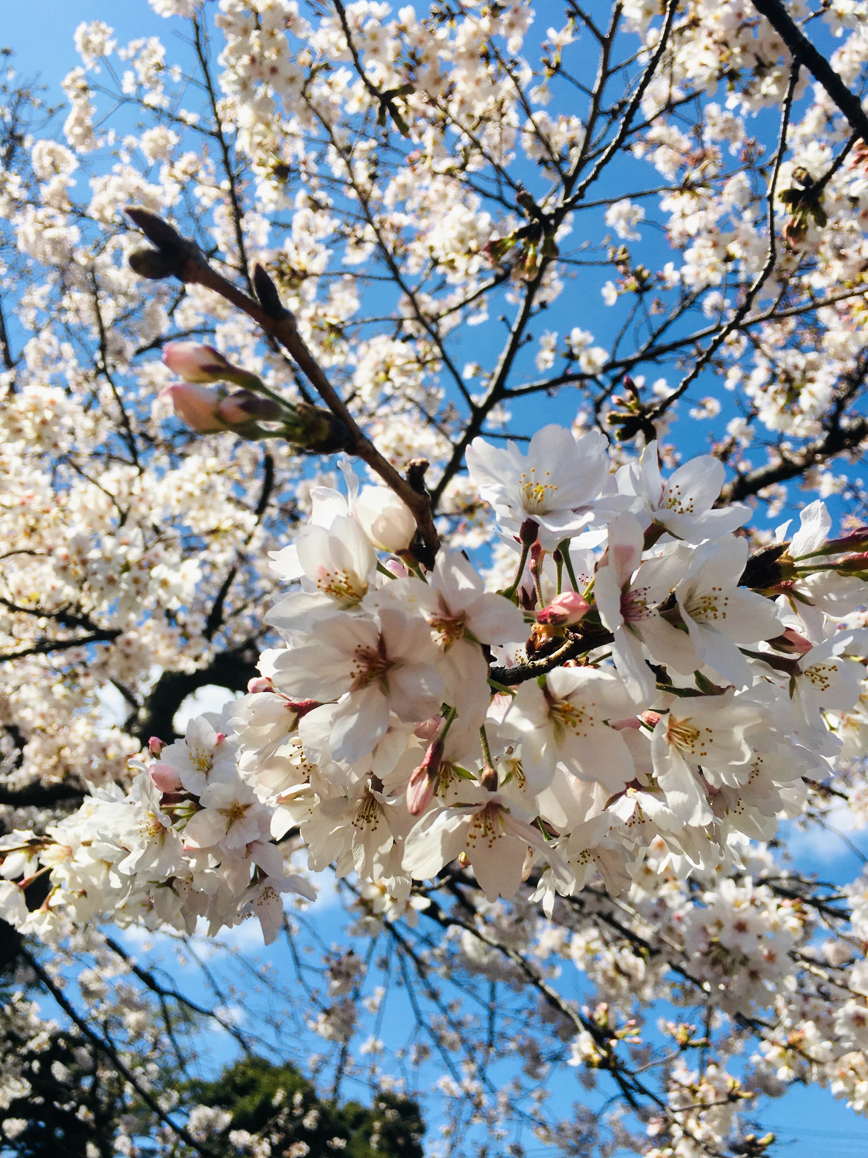 きりとうピアノ教室 井の頭教室 画像 29