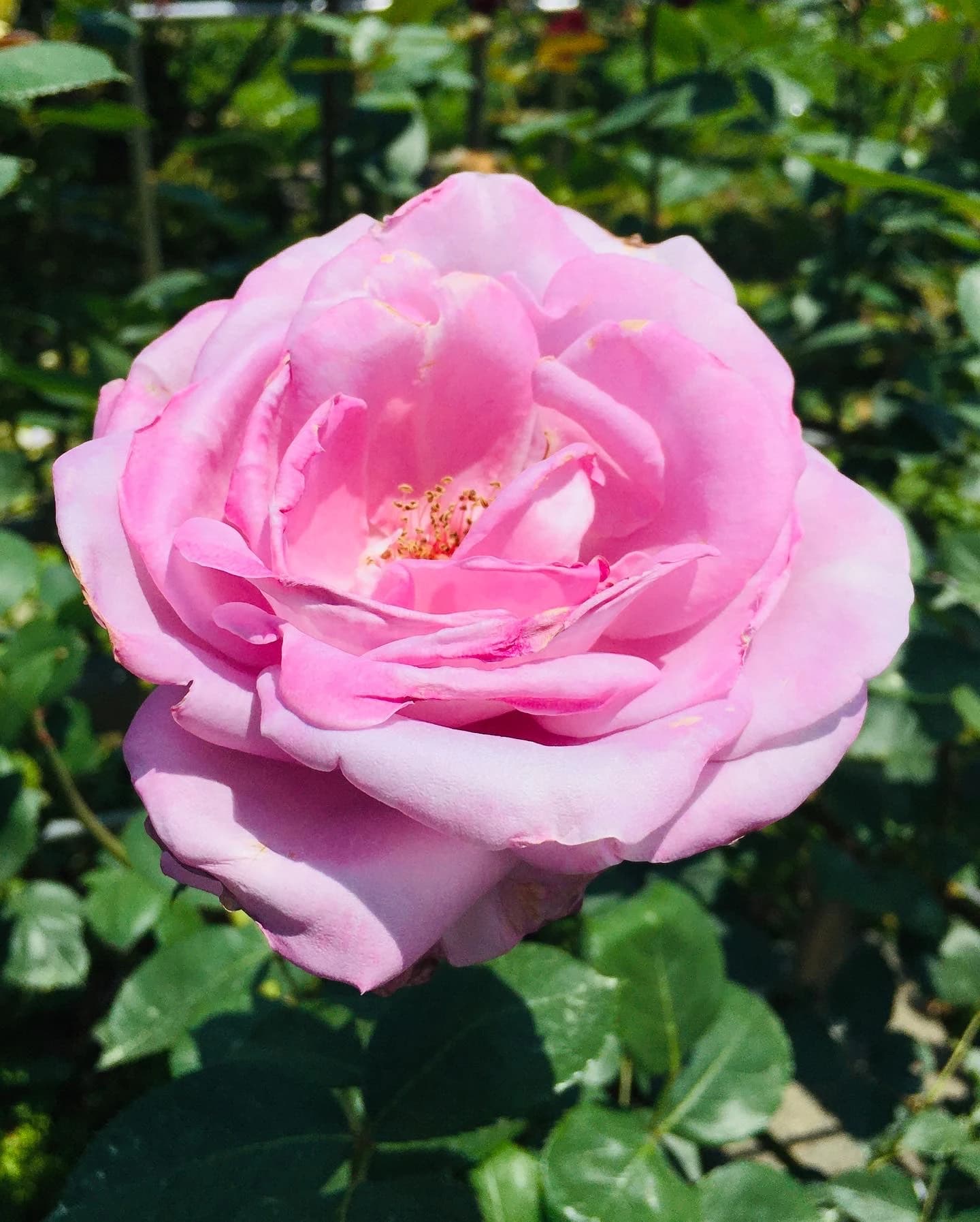 きりとうピアノ教室 井の頭教室 画像 31