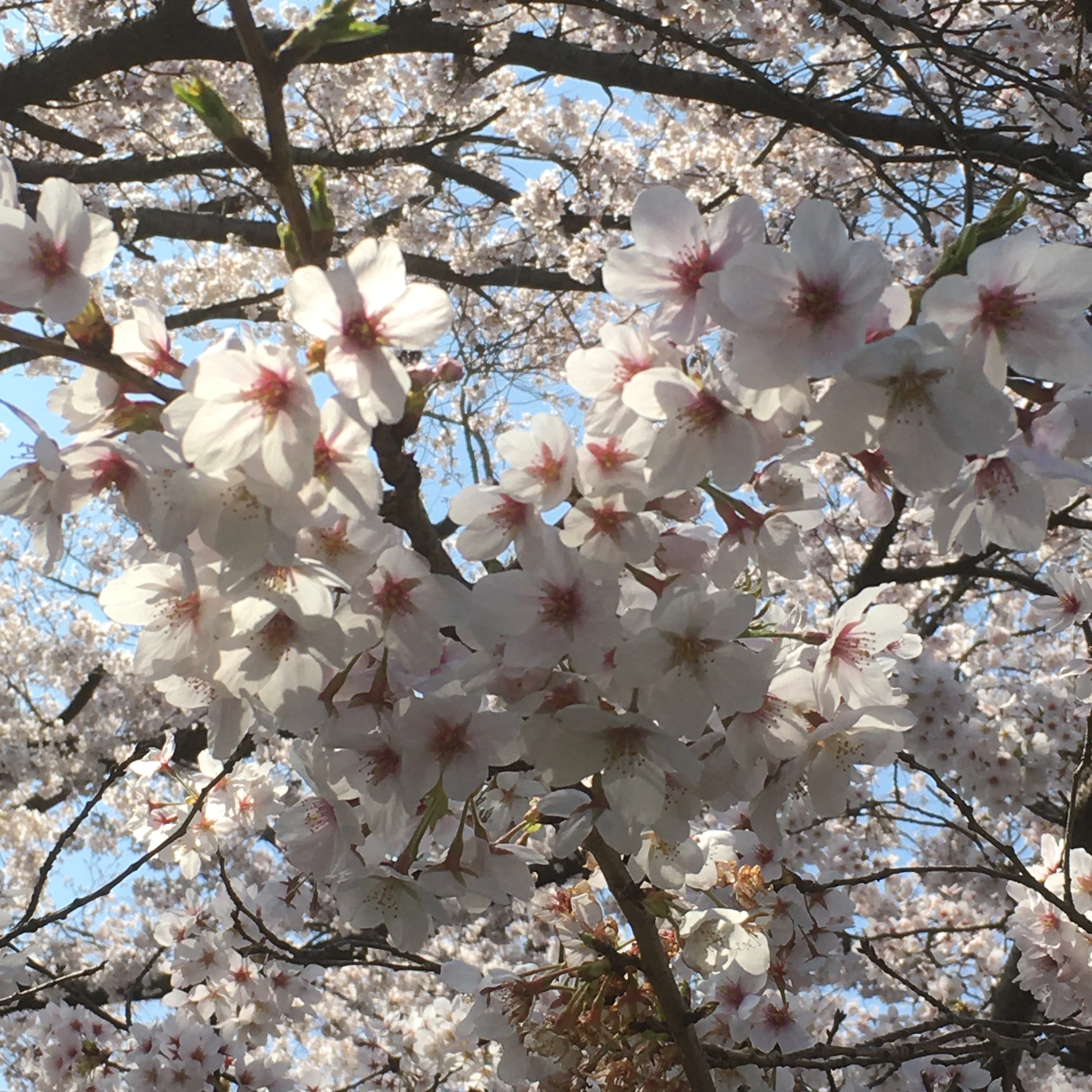 きりとうピアノ教室 井の頭教室 画像 37