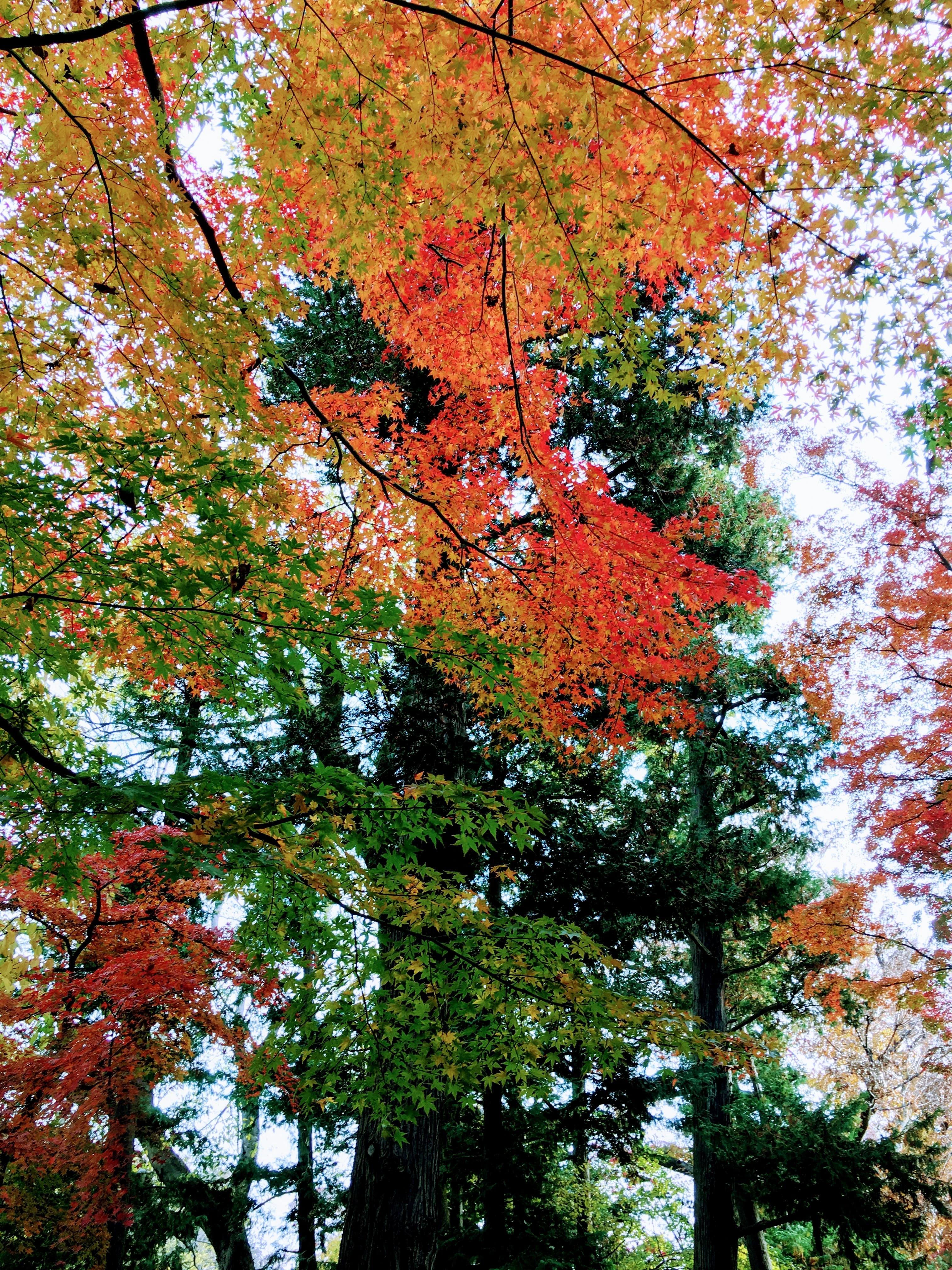 きりとうピアノ教室 井の頭教室 画像 84
