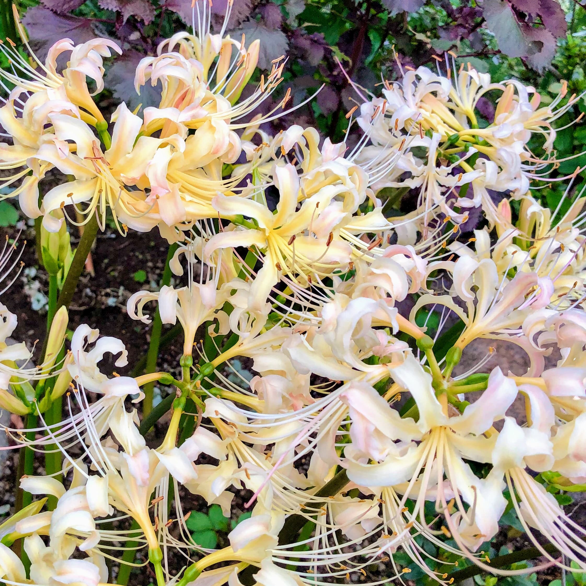 鳶尾ピアノ教室 鳶尾教室 画像 29