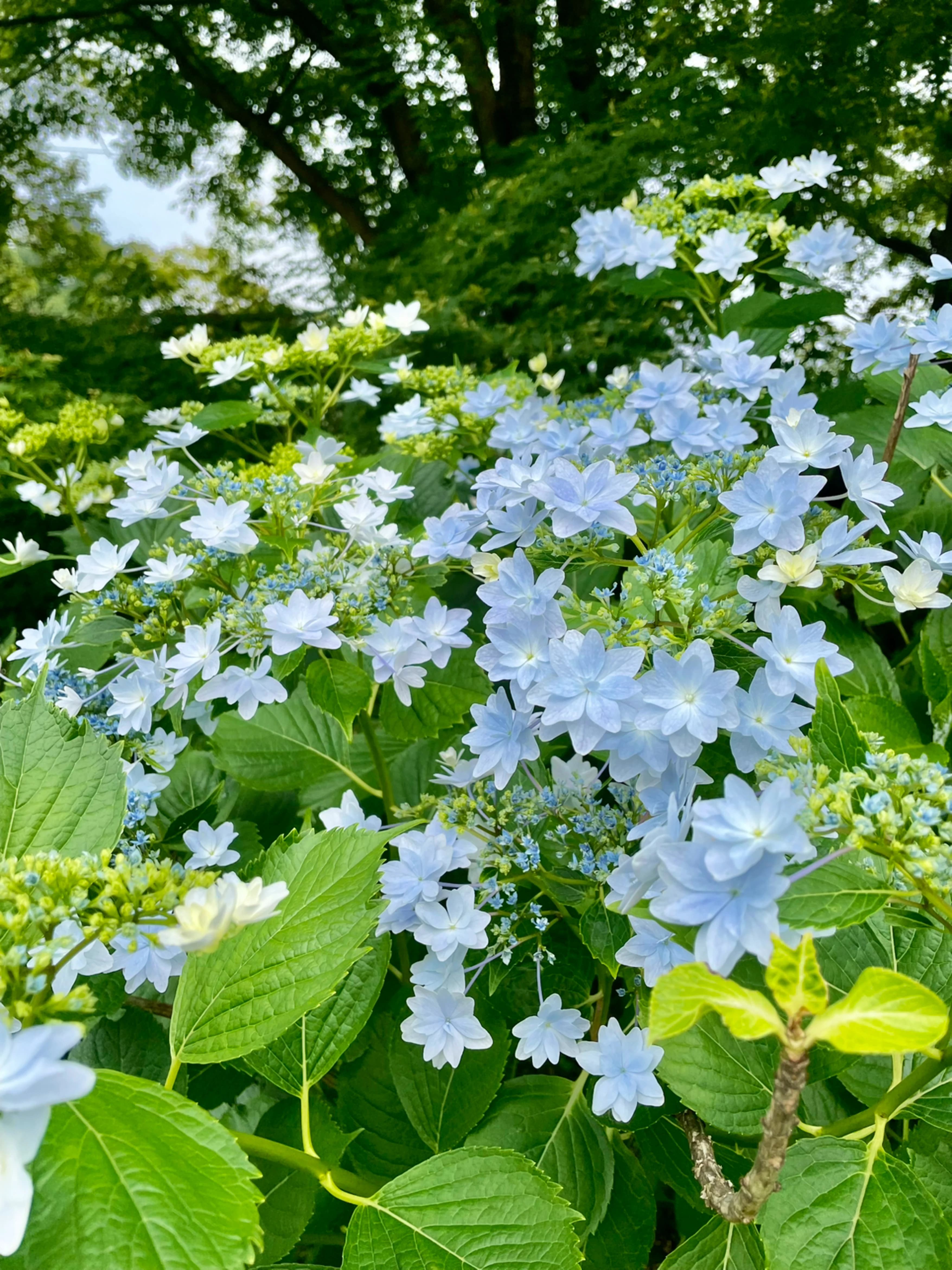 鳶尾ピアノ教室 鳶尾教室 画像 36