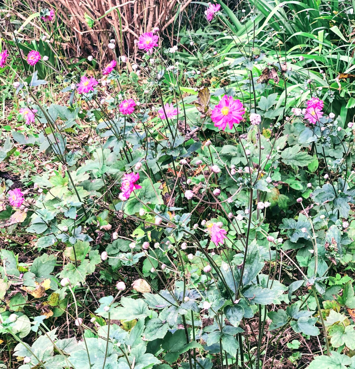鳶尾ピアノ教室 鳶尾教室 画像 39
