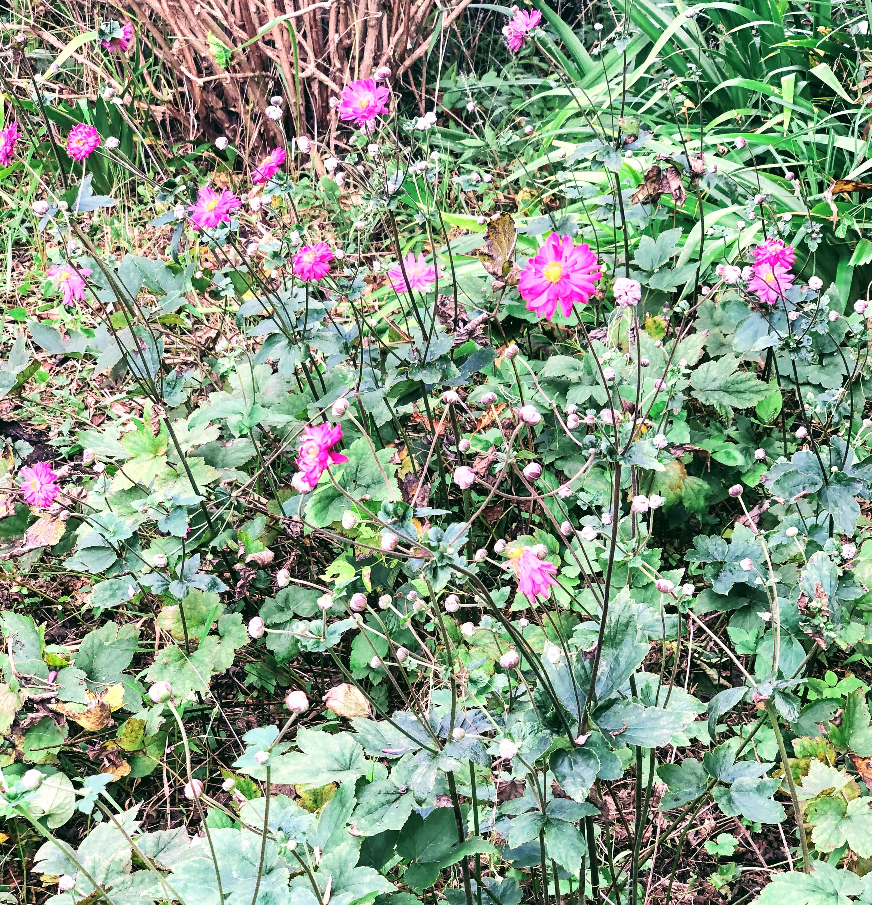 鳶尾ピアノ教室 鳶尾教室 画像 45