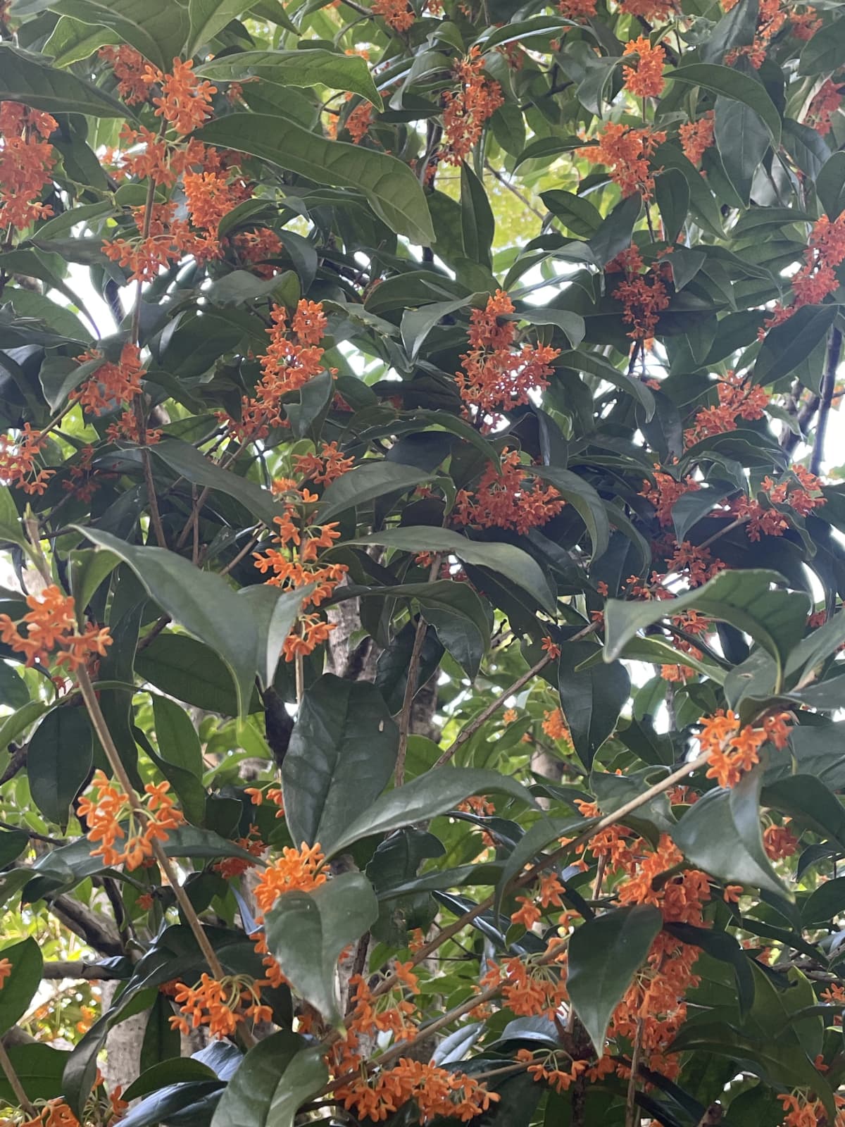 鳶尾ピアノ教室 鳶尾教室 画像 49